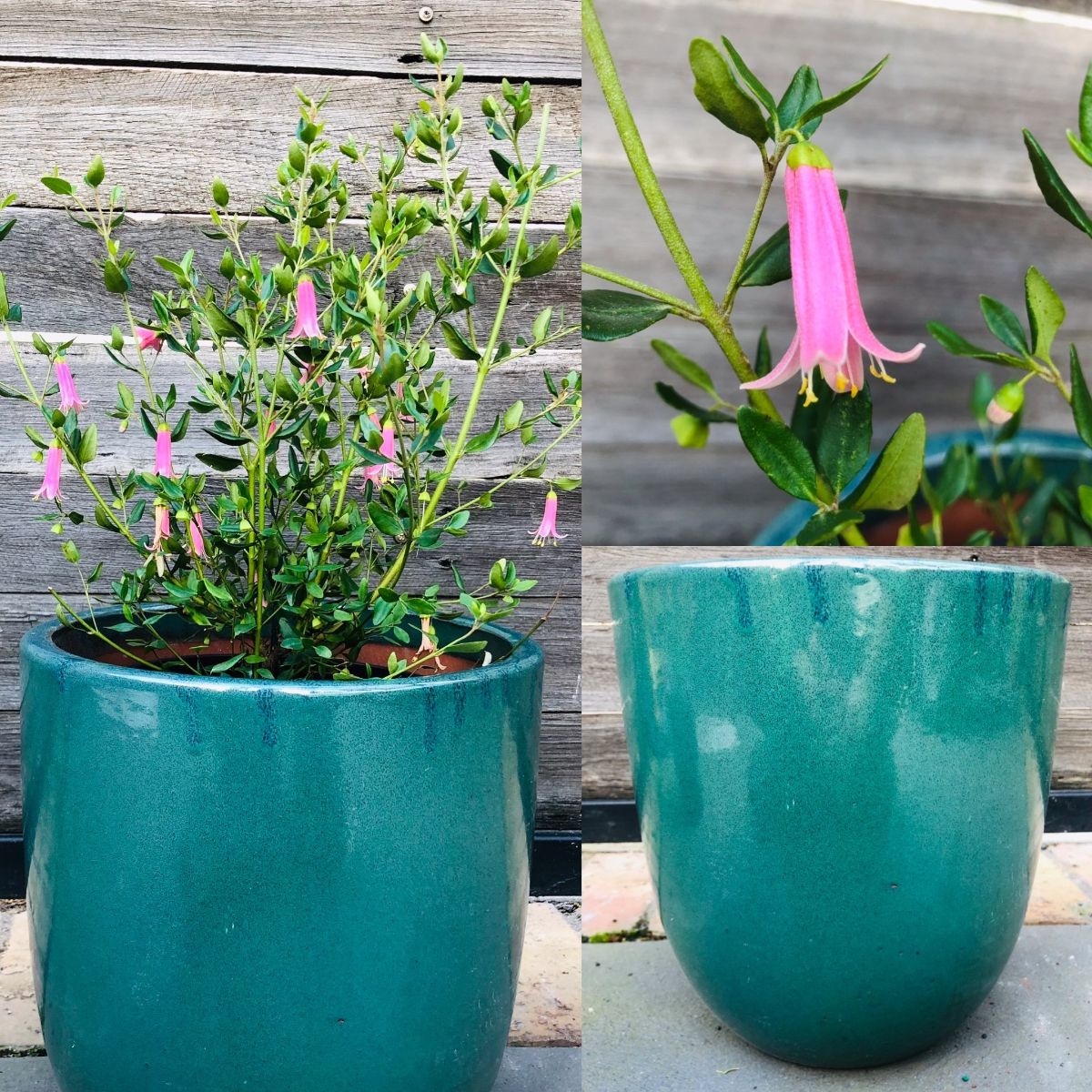 Foxy Planters Spring BLOOMS, Cute Native