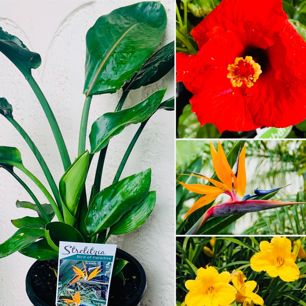 Tropical Vibe! & Spectacular Foliage