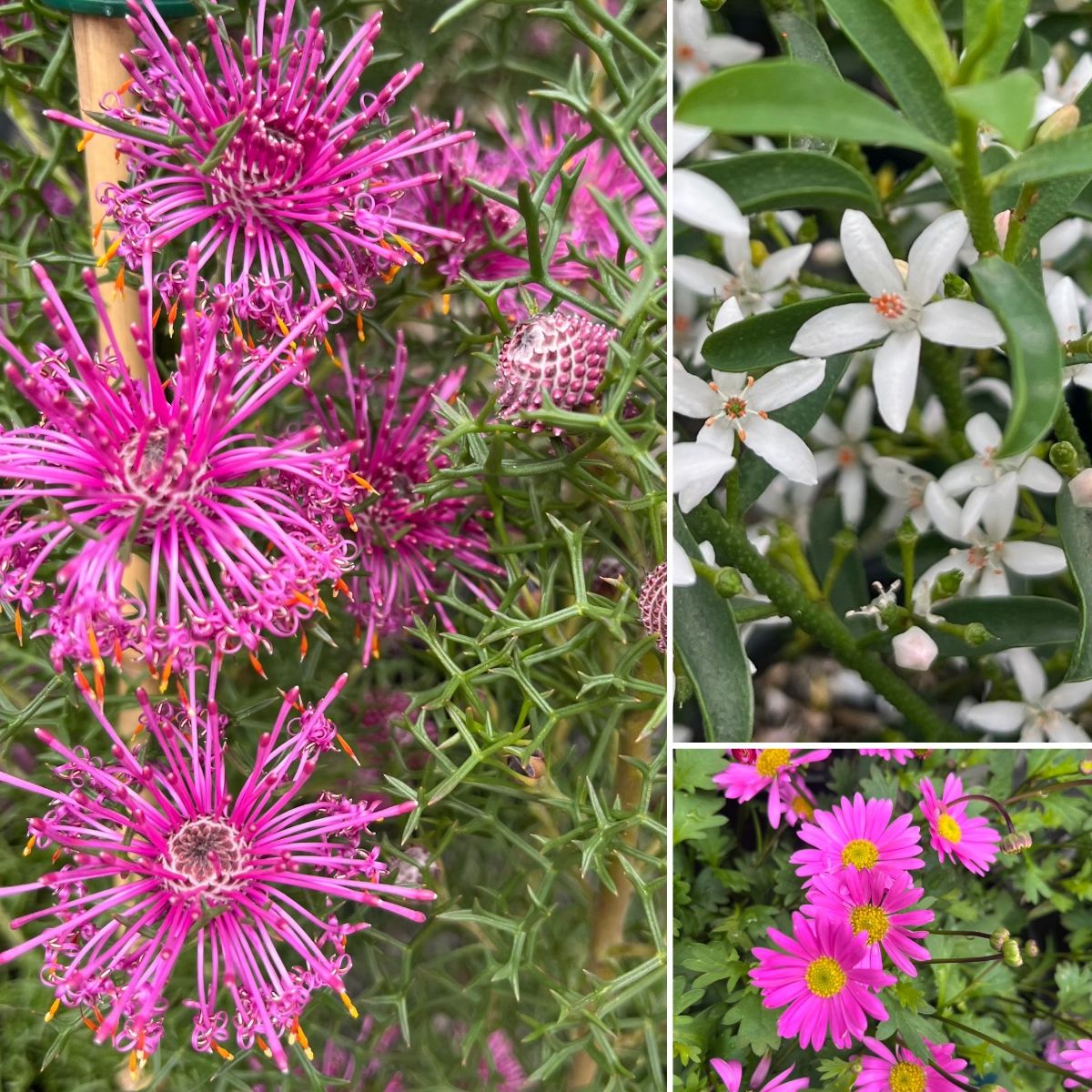 WOW! ROSE CONE FLOWERS PET GRASS JUST ARRIVED