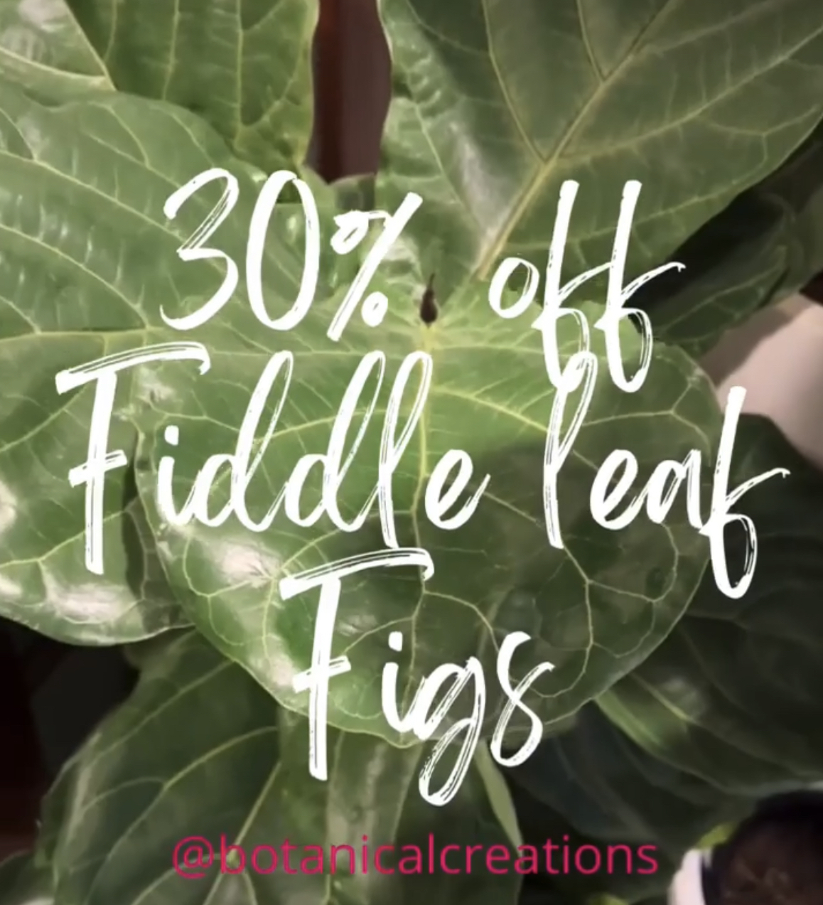 STOCKTAKE SALE CONTINUES & EVERLASTING RUBY JEWELS