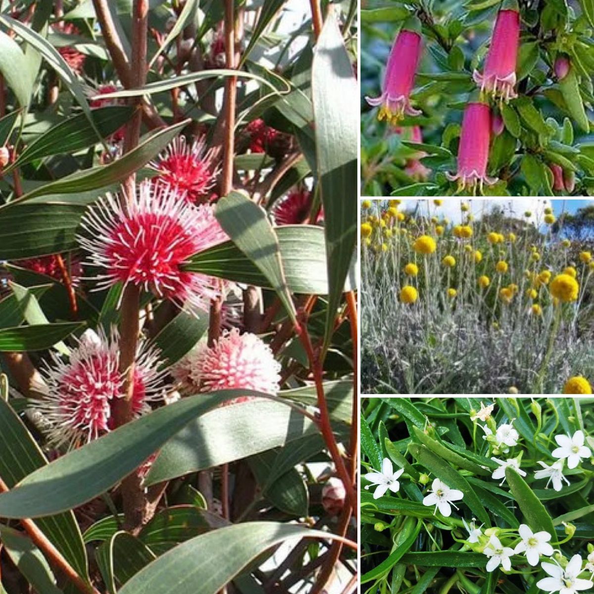 NATIVE BLOSSOM SPRING PLUS Money Plants & Big Ears