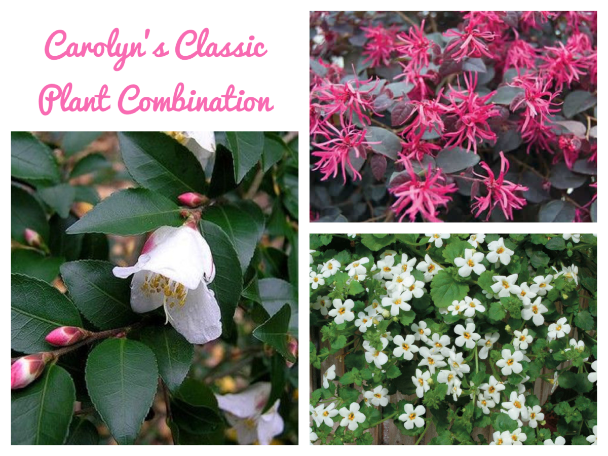 Petite Flowers and Foliage, Citrus & Tough Indoors