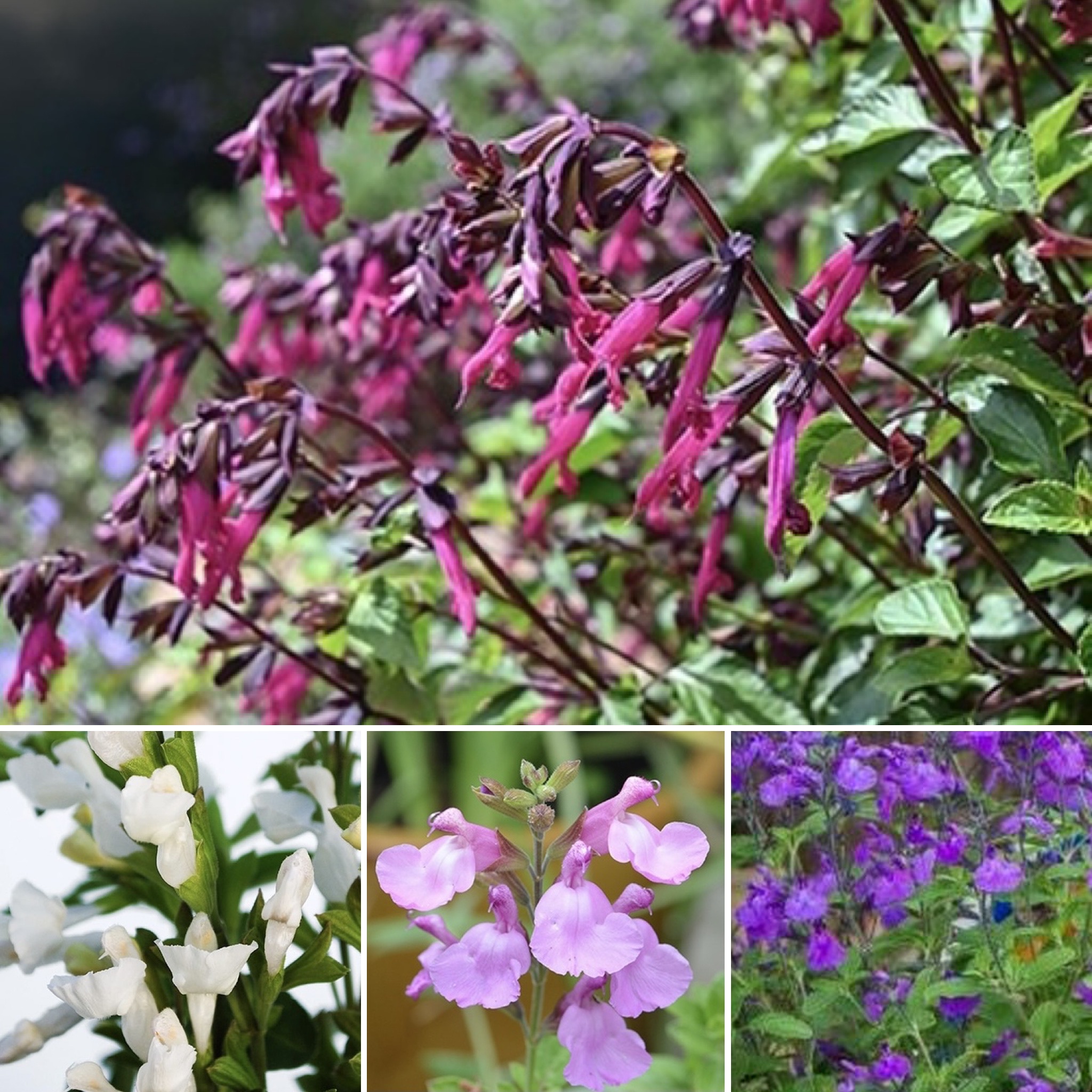 Beautiful Salvias, Orchid gifts, Oleander, NEW indoor plants