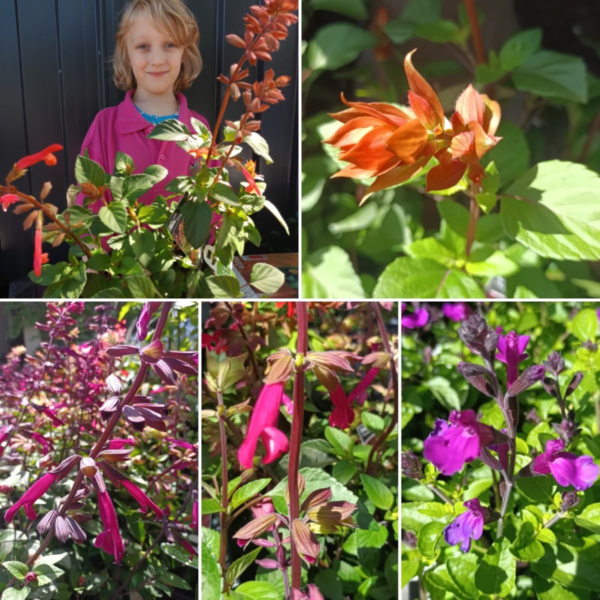 Joyful Summer Blooms & Fresh Salvias