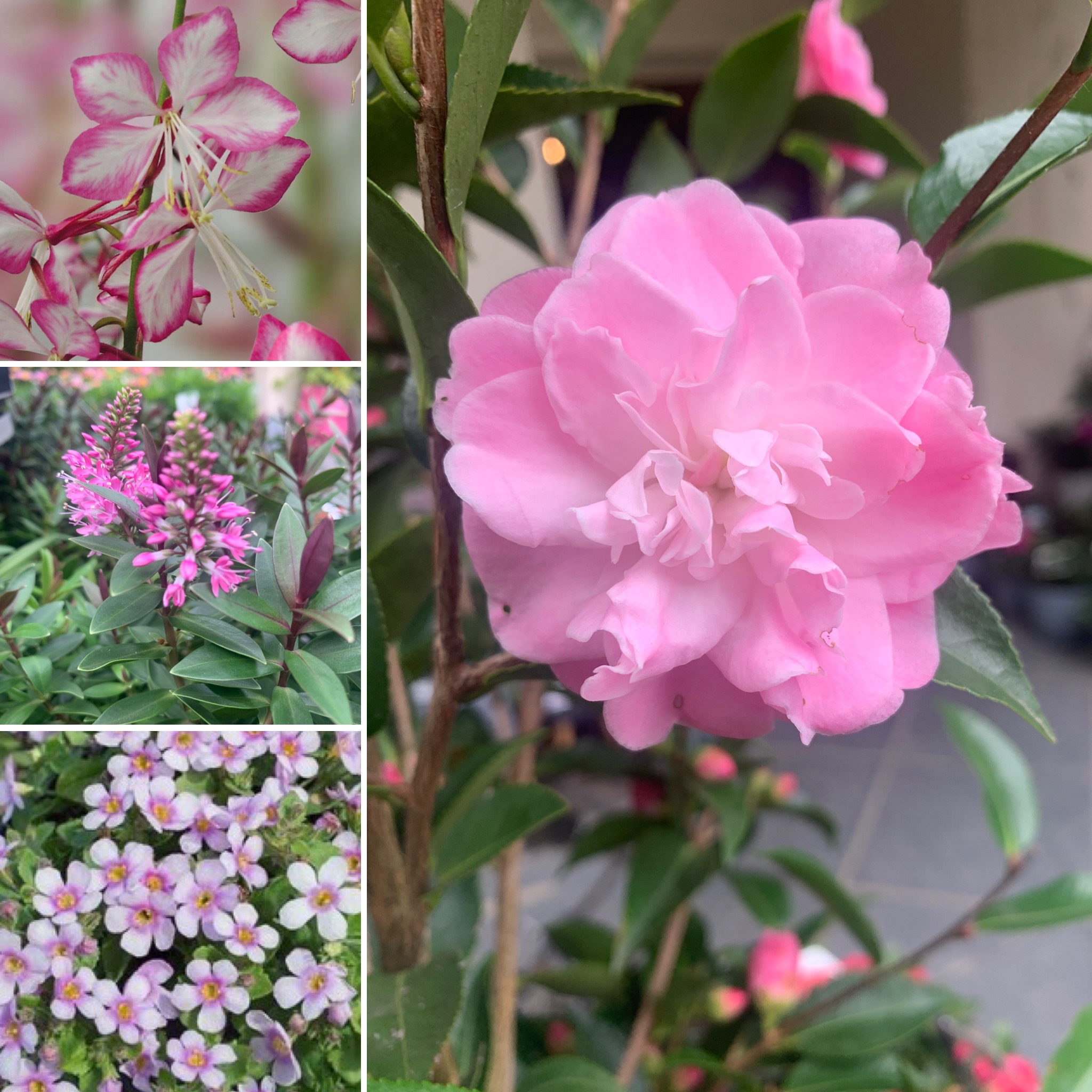 Pink Perfection Fab Flamingo and Philos