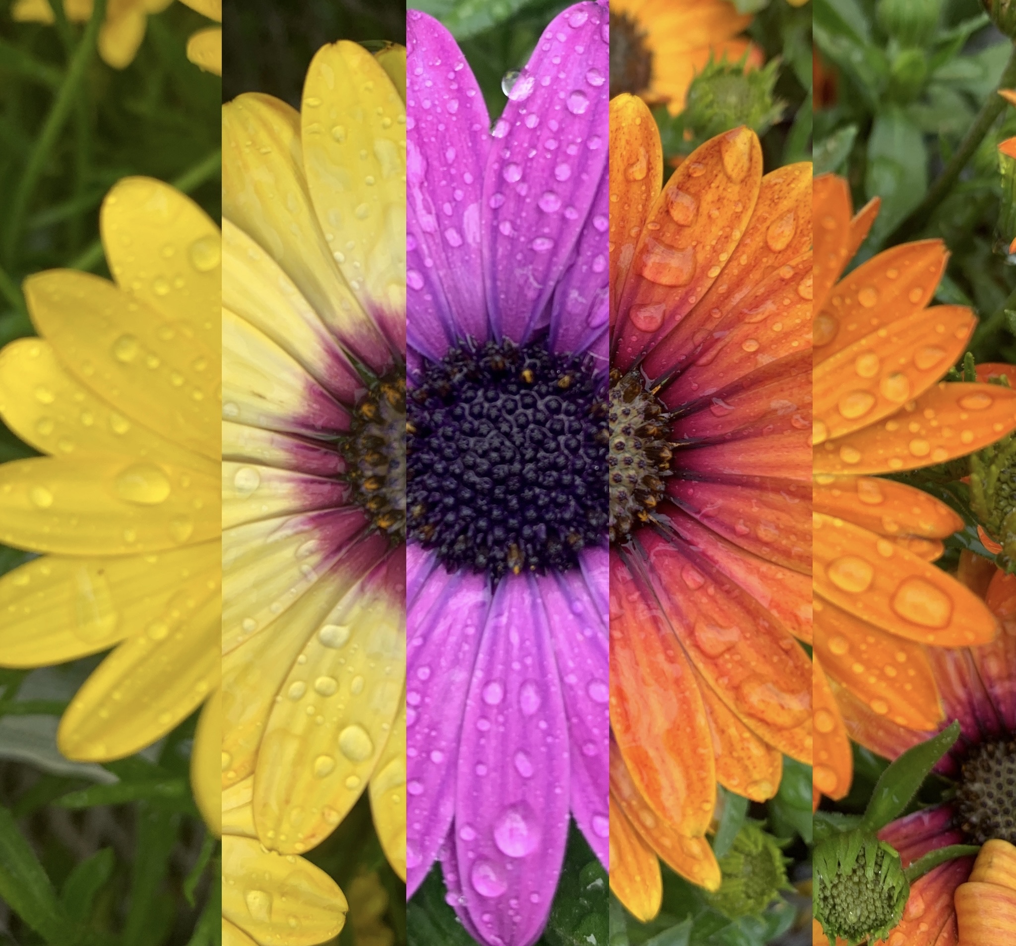 HAPPY SPRING Lovely Lavenders & Fathers Day Gifts