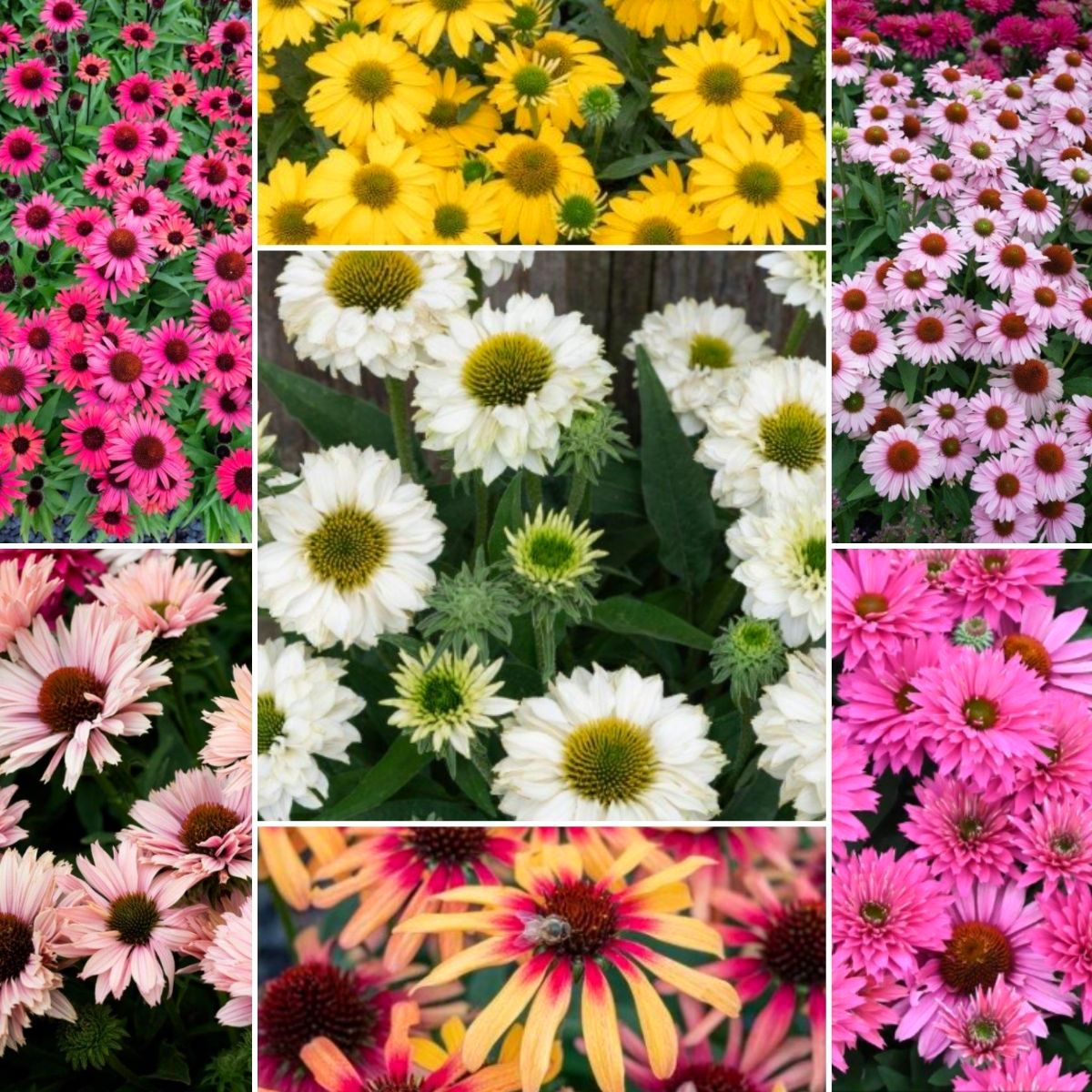 Get In The Garden This Long Weekend!