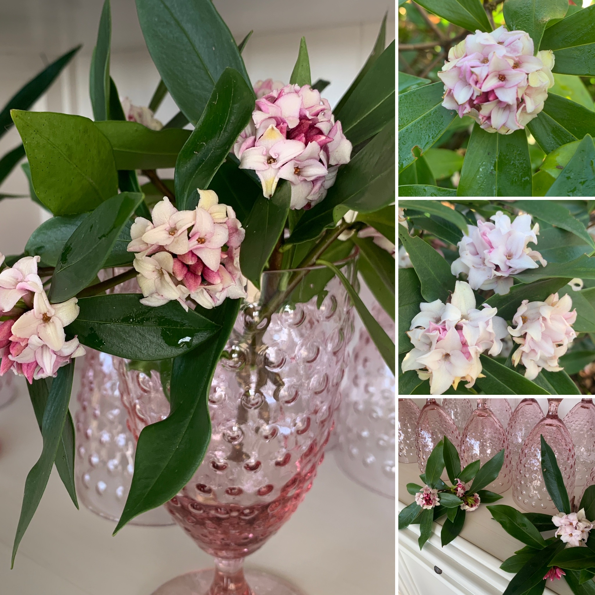 Anna’s Red, Perfume Princess and Lush Lime Green