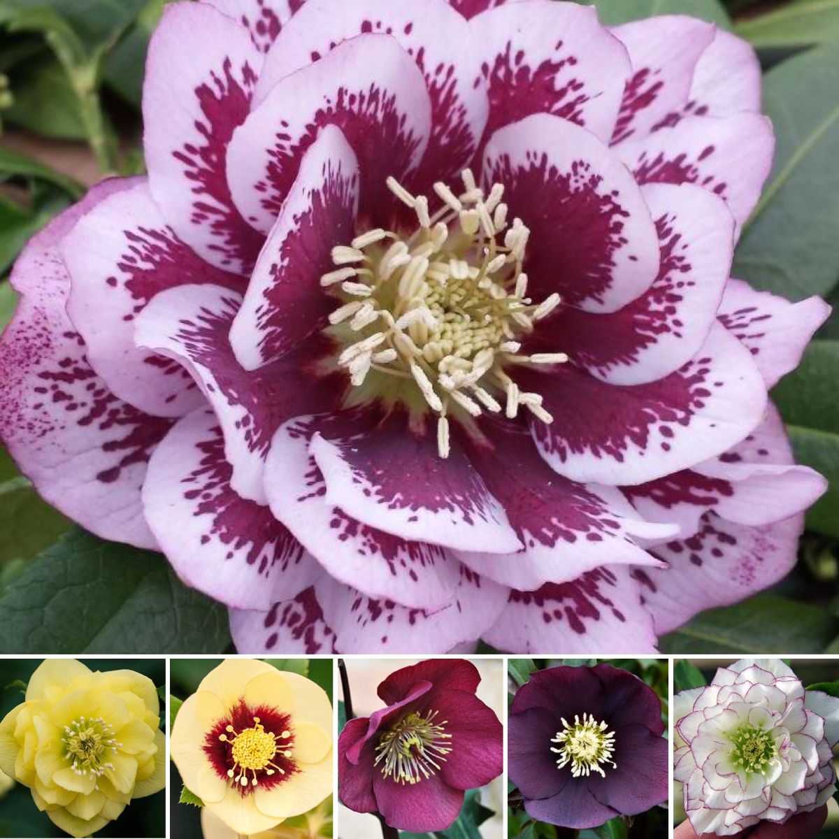 Stunning Winter Rose, Zygos & Swiss Cheese