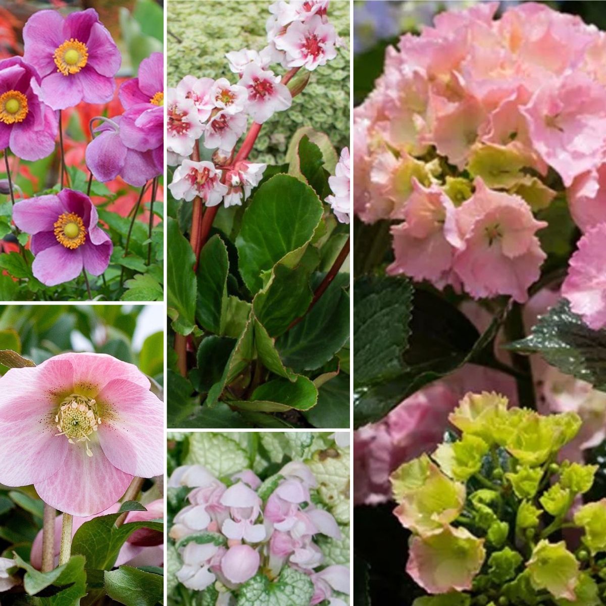 Pretty Pink For The Shade & Lovely Lyrebirds