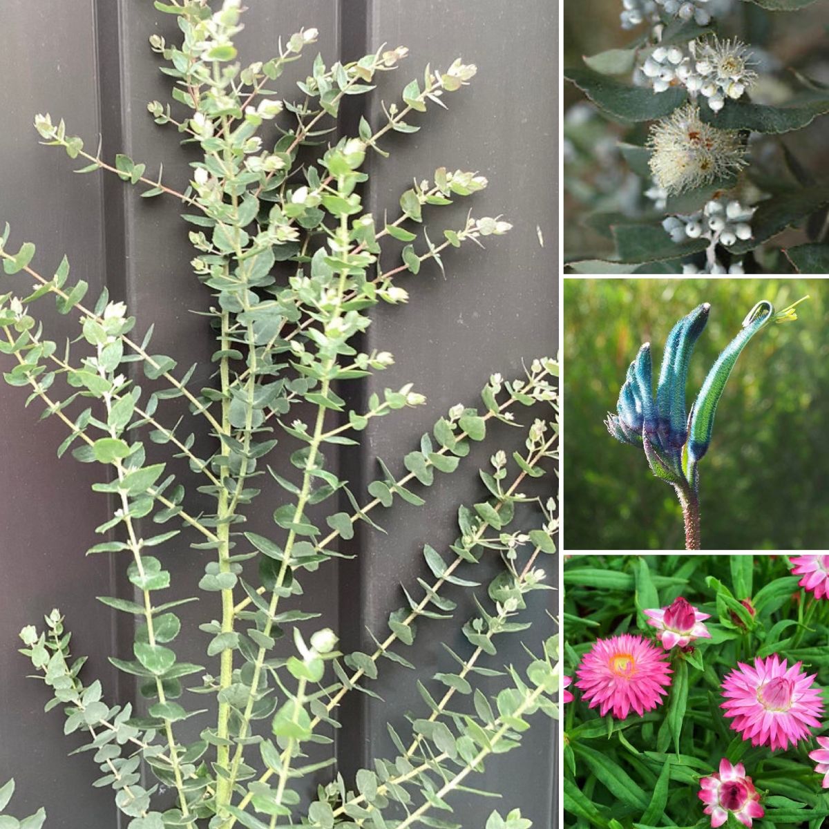 RARE & ENDANGERED NATIVES!