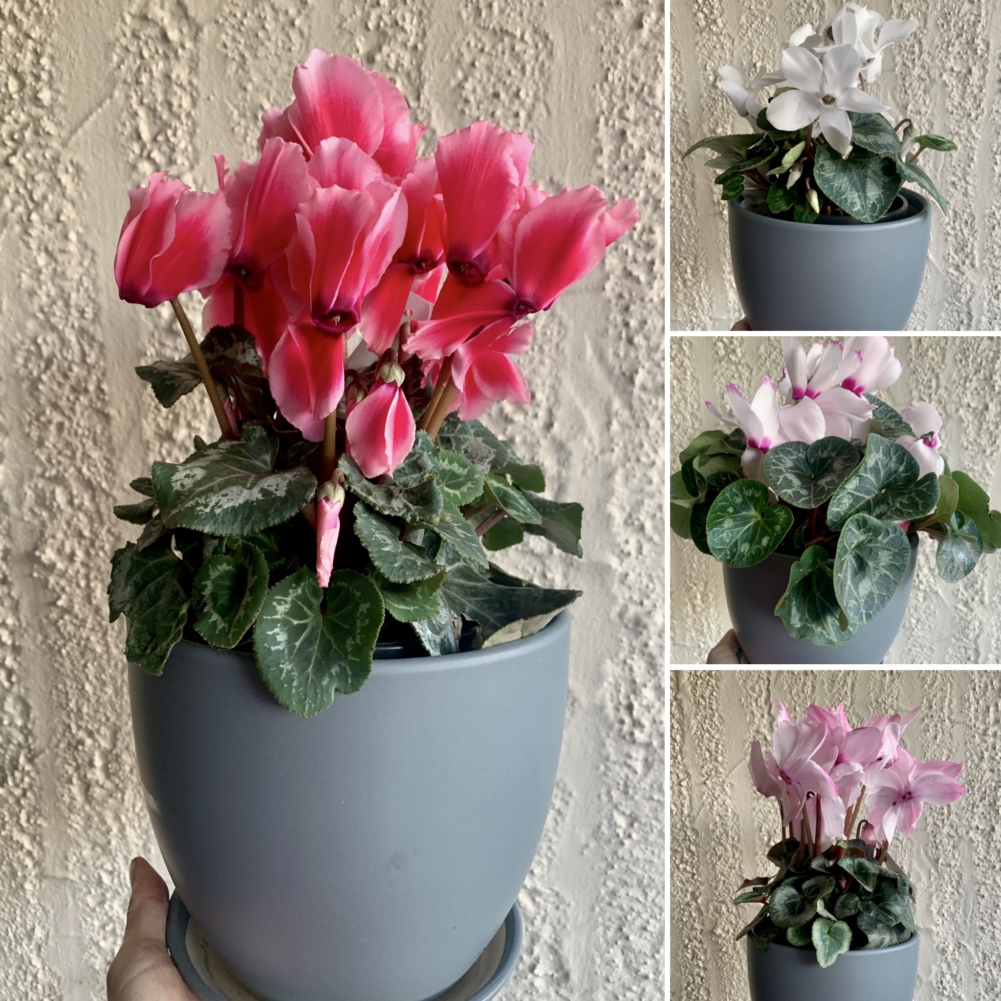 Fresh Spring Ideas & Bright Gifts