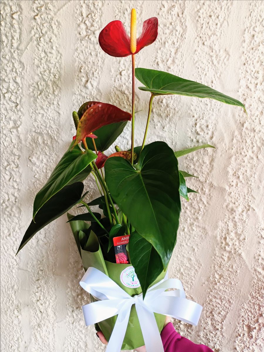 Anthuriums, Spring Native Trio & Tomatoes are in!