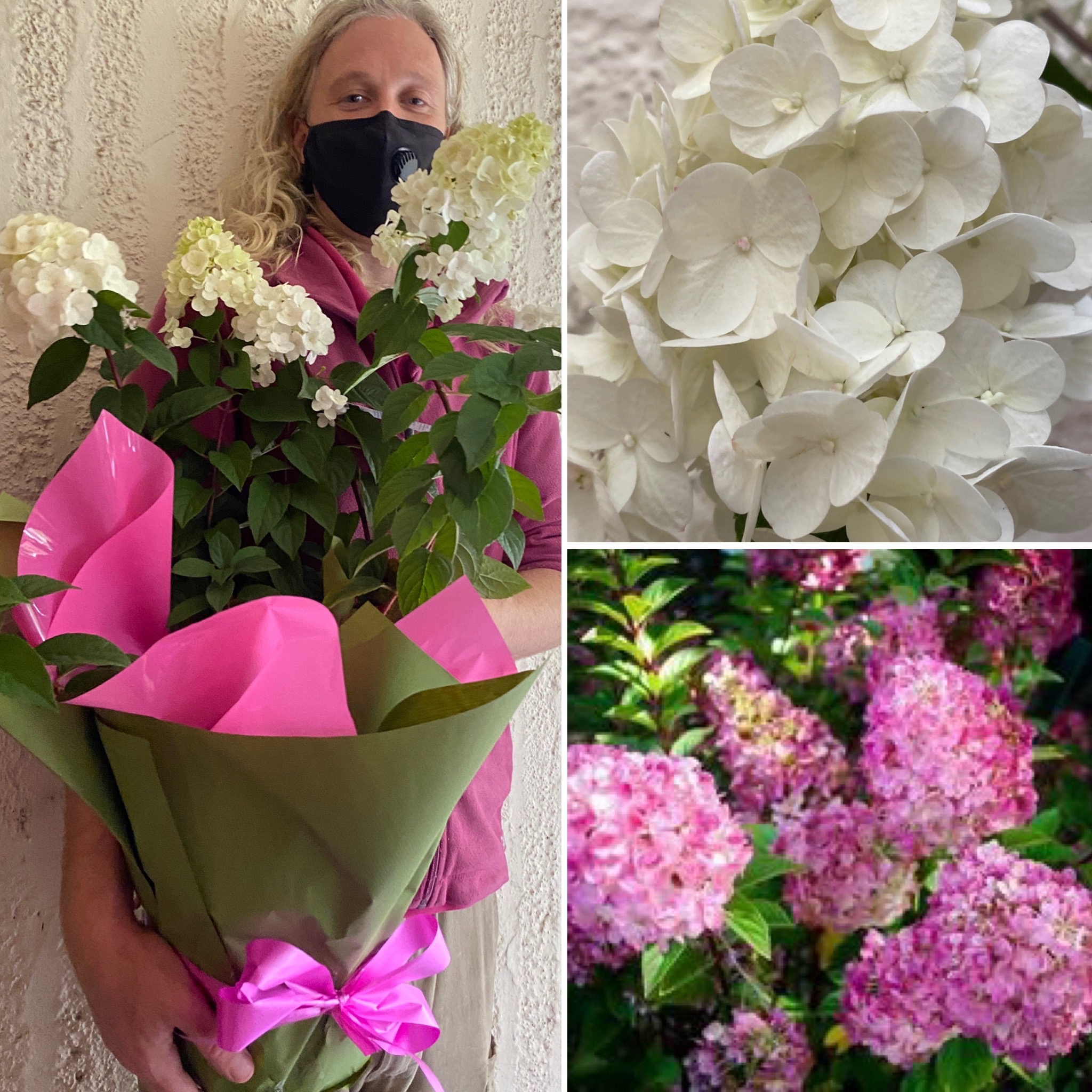 CAMELLIAS HAVE ARRIVED 