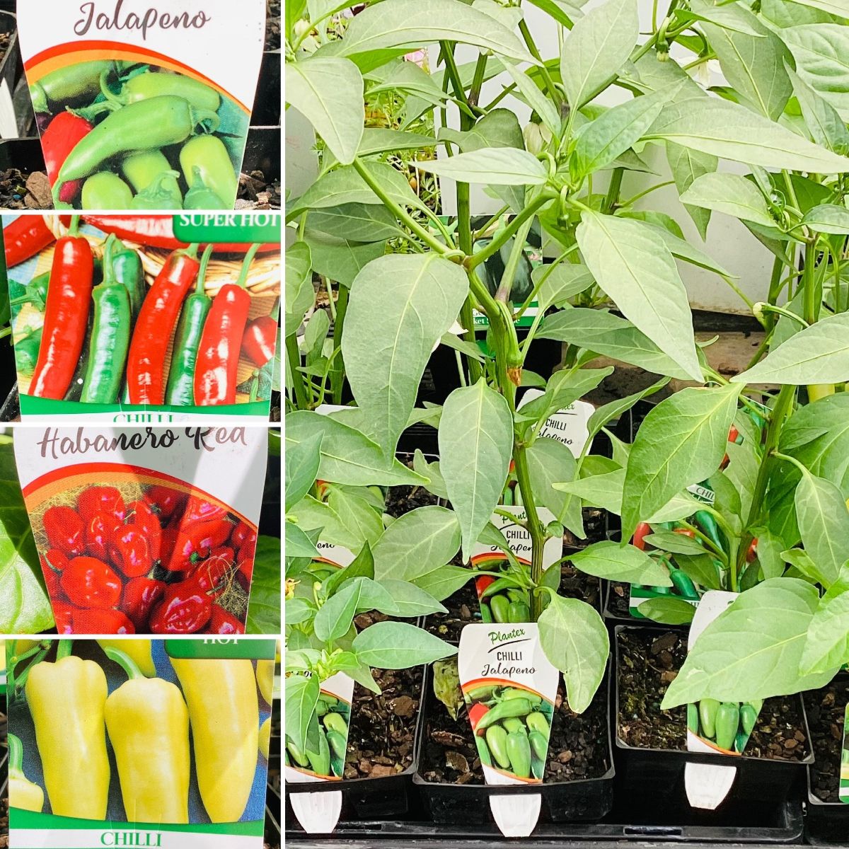 HOT Summer Natives, HOT Christmas Poinsettias, and HOT Chilis Galore