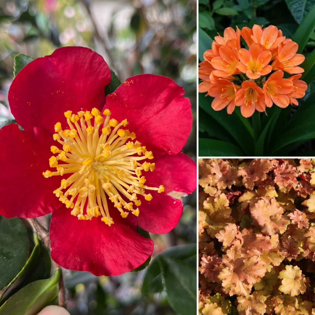 WARM GLOWING AUTUMN GARDENS