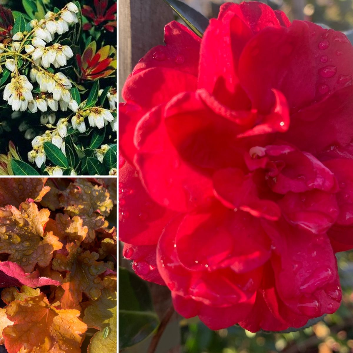 Warm Winter Colours & Home-Grown Tea