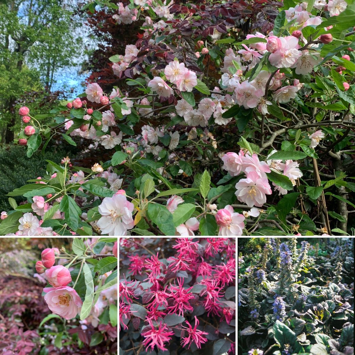 OPEN Cup Day Weekend Vivid Vincas & Terrific Tomatoes