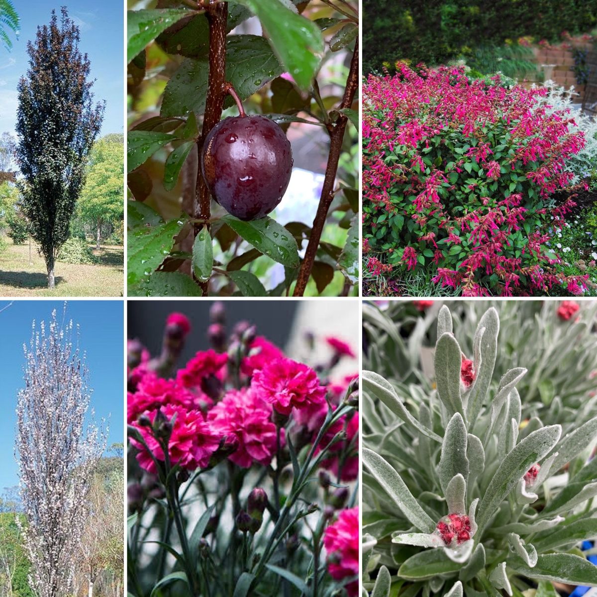 HYDRANGEAS HAVE ARRIVED! PINK Ruby,Plum and LUCKY PLANTS