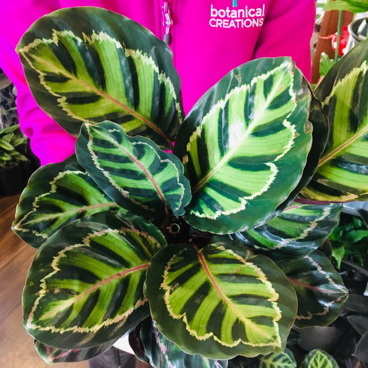 SPRING fragrance, Illustrus Peacock& Bonnie INDOORS