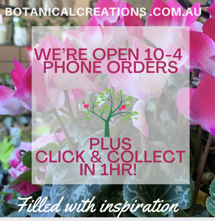 Need INSPIRATIONS? We’re Open 10-4 orders CLICK & COLLECT in 1hr.