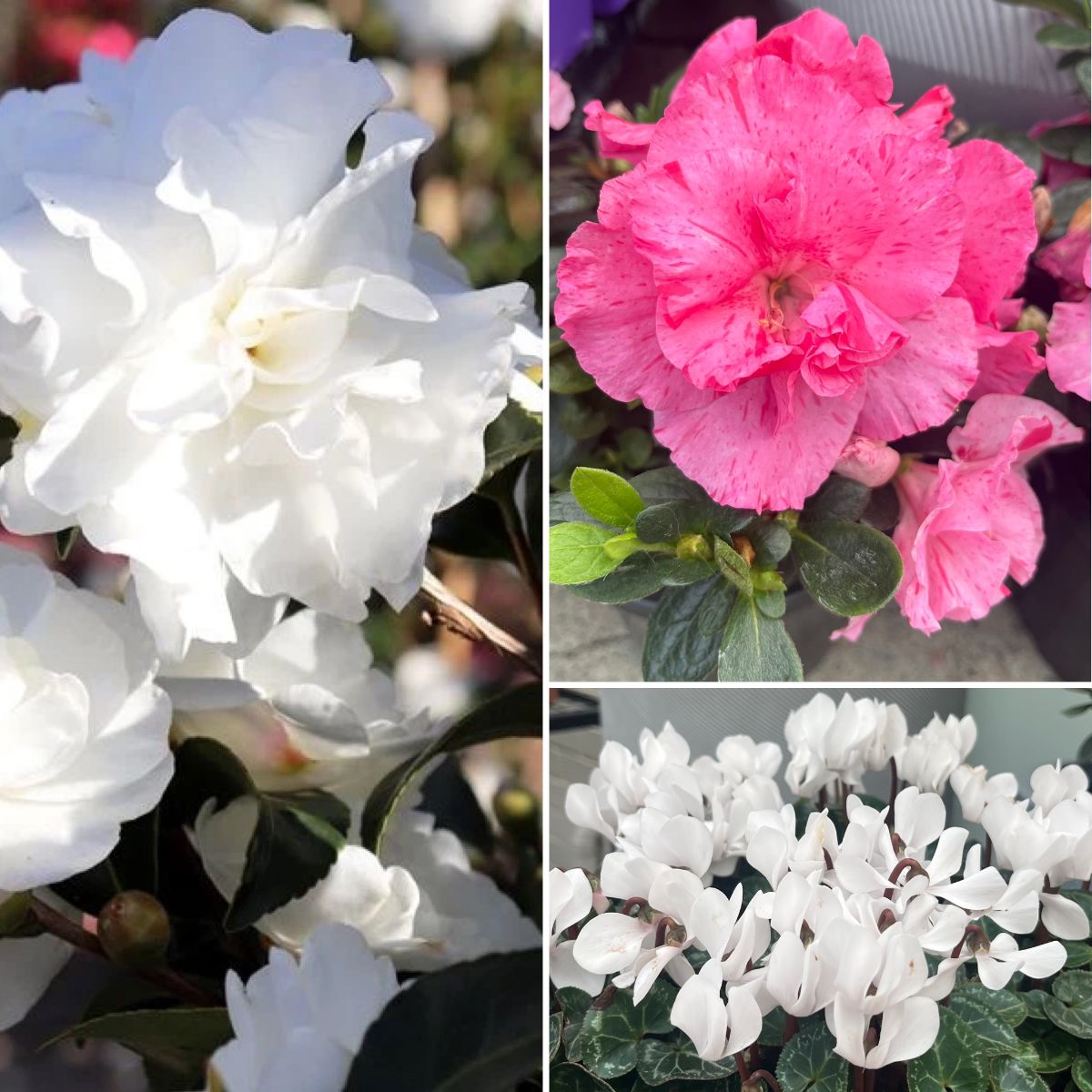 MOTHER'S DAY GIFTS GALORE!