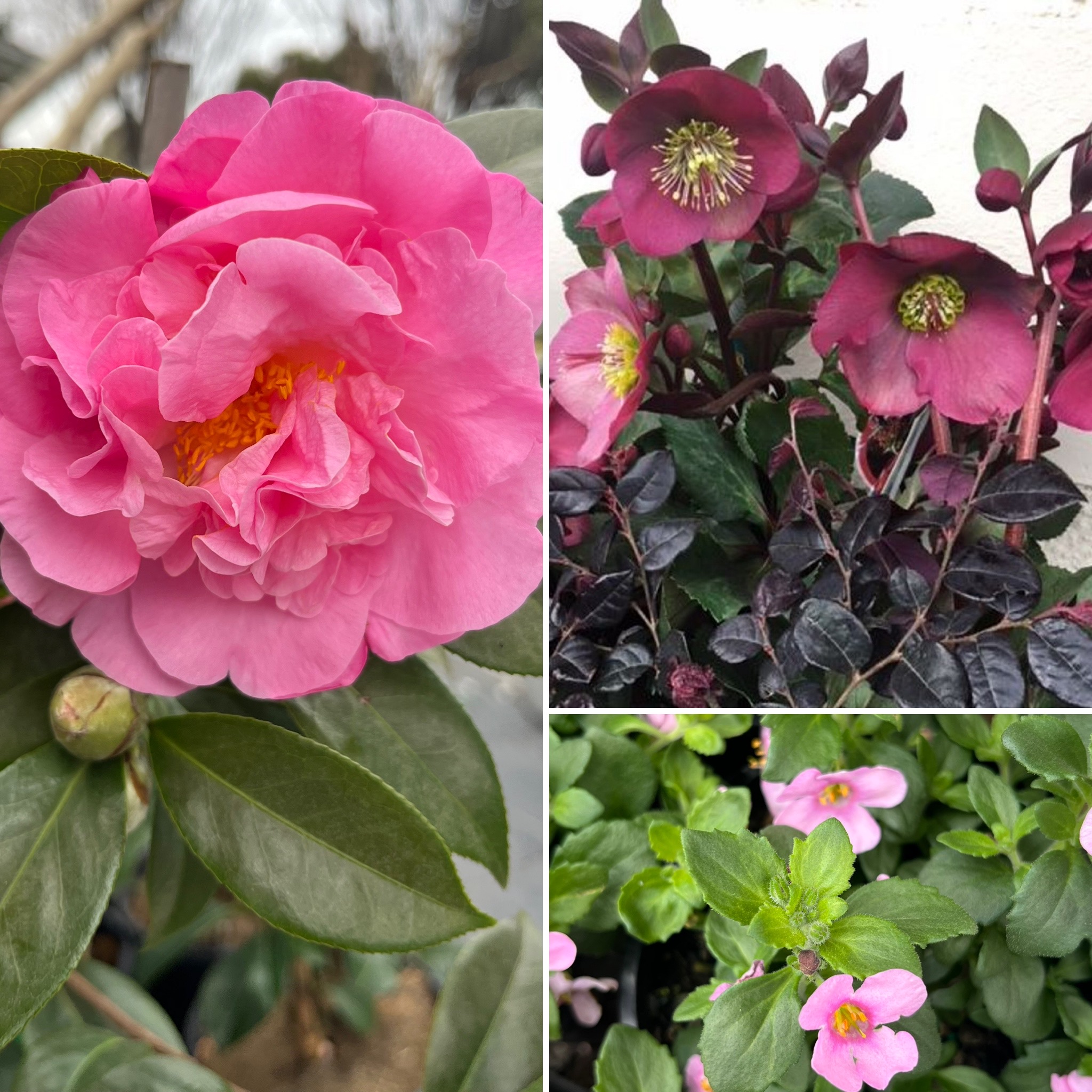 Truly Gorgeous Trio PLUS Cumquats and Carnations!