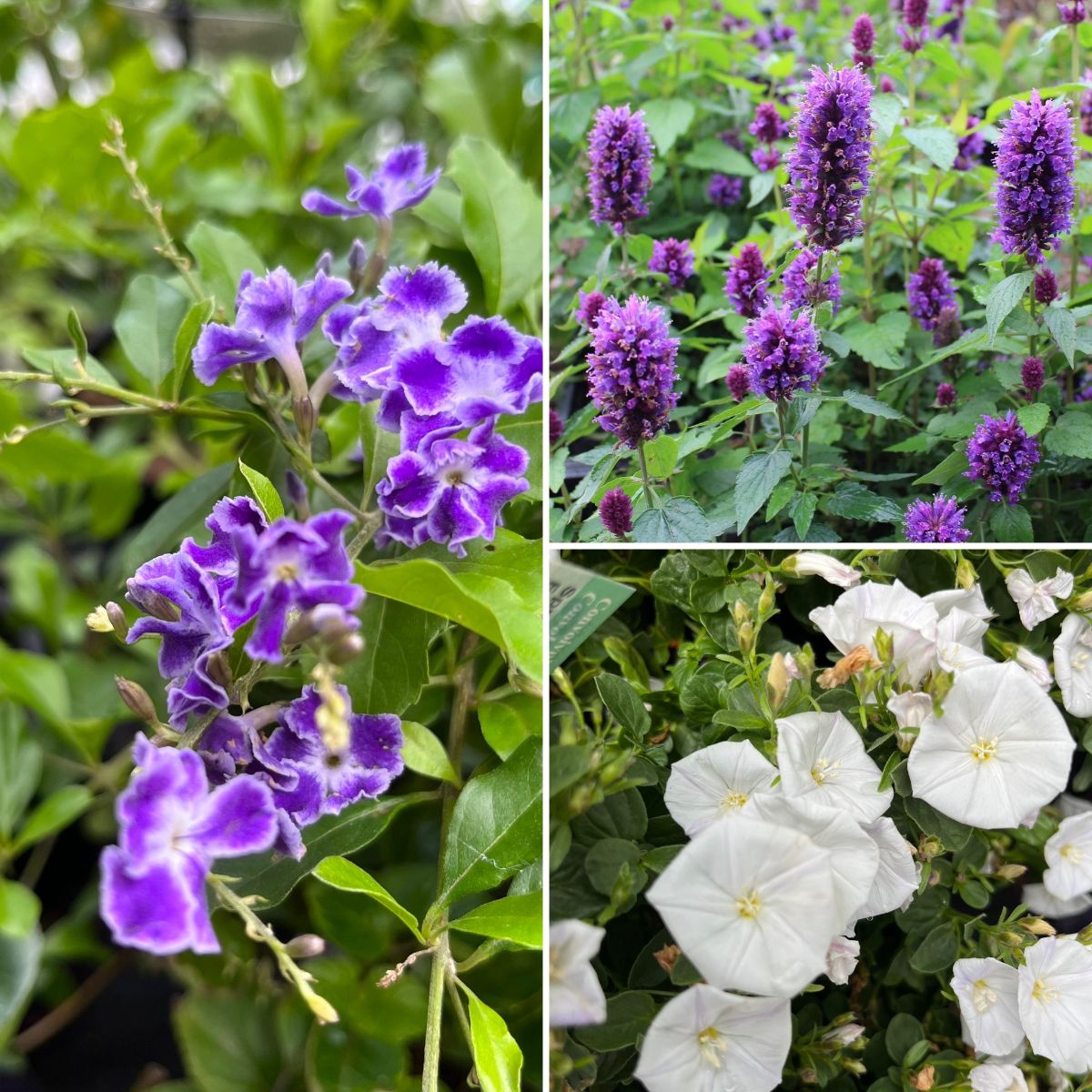 Purple + White Classic Combo