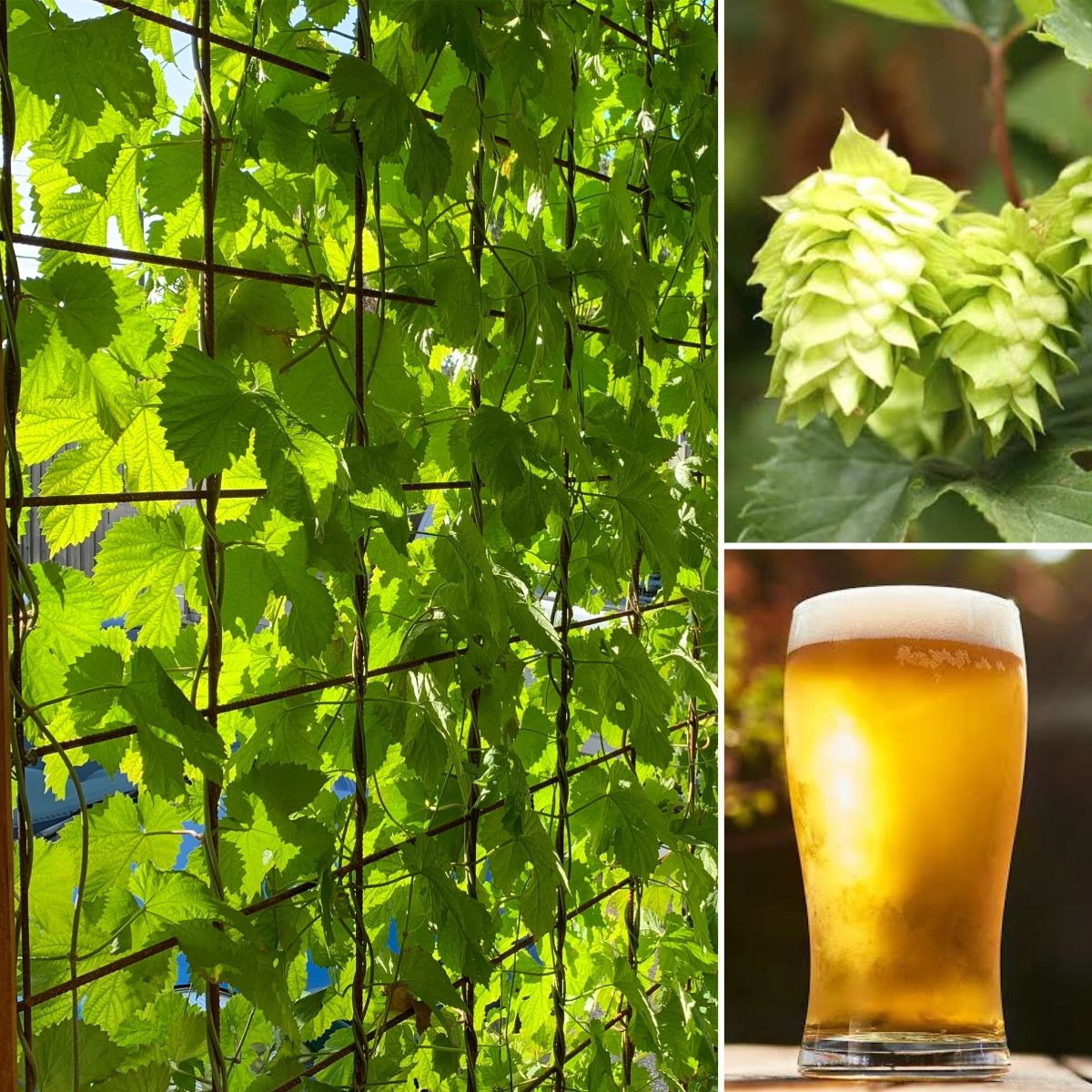 Fresh Summer combo, Amazing Agastache, Hops