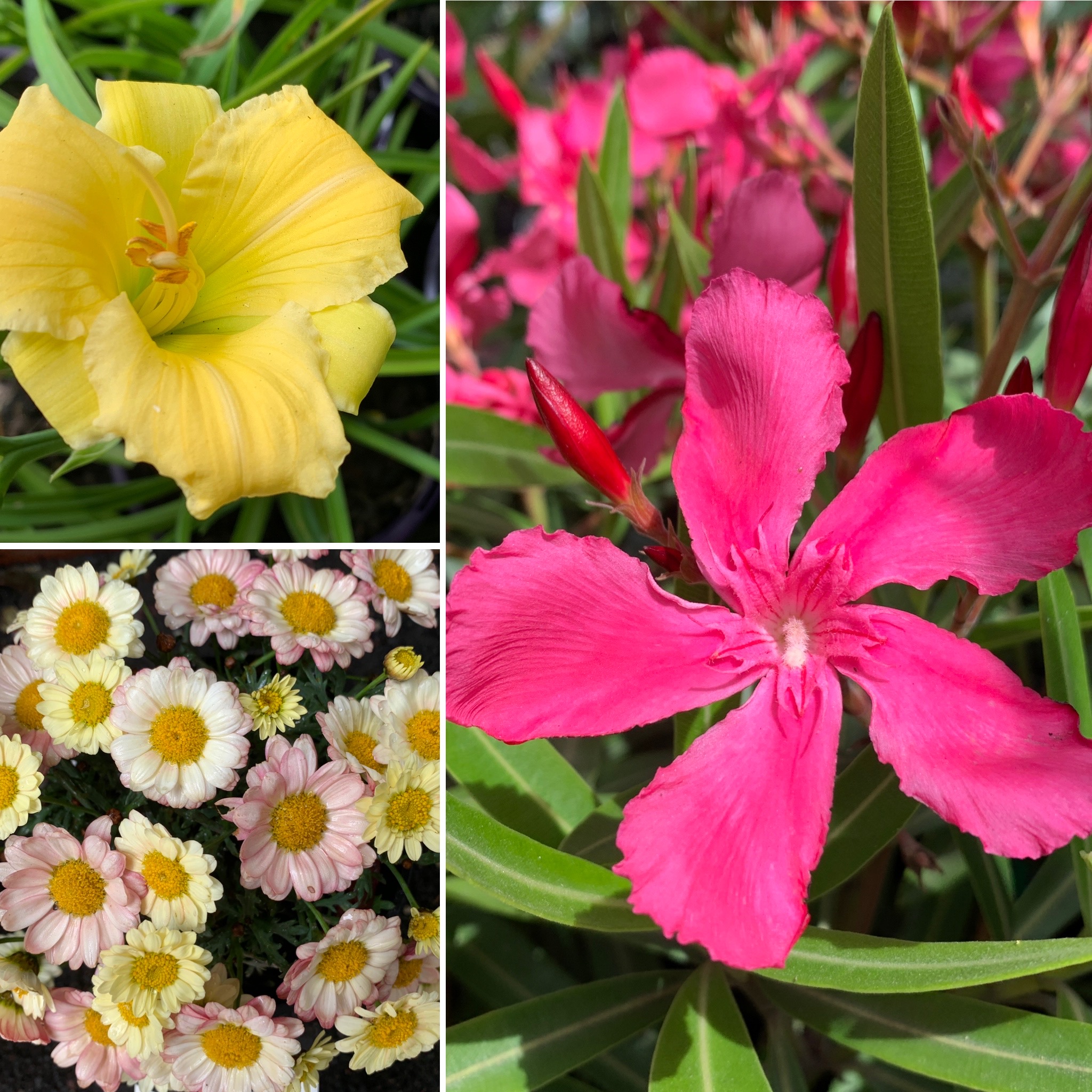 Get the Tropical Look, DARK leaf indoors and SCENTED Candles