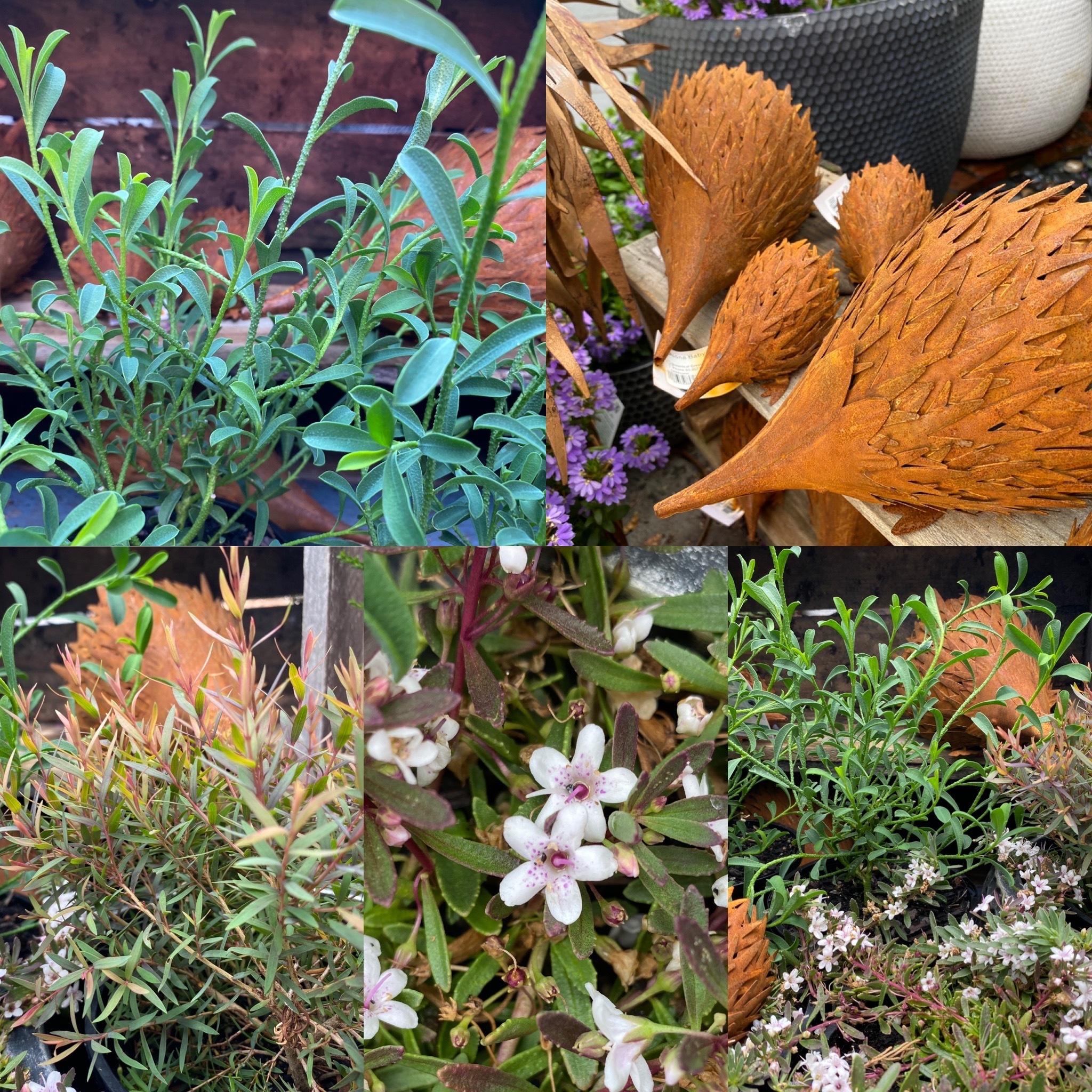 NATIVE TRIO BABY BOUGAINVILLEA VANILLA BEAN