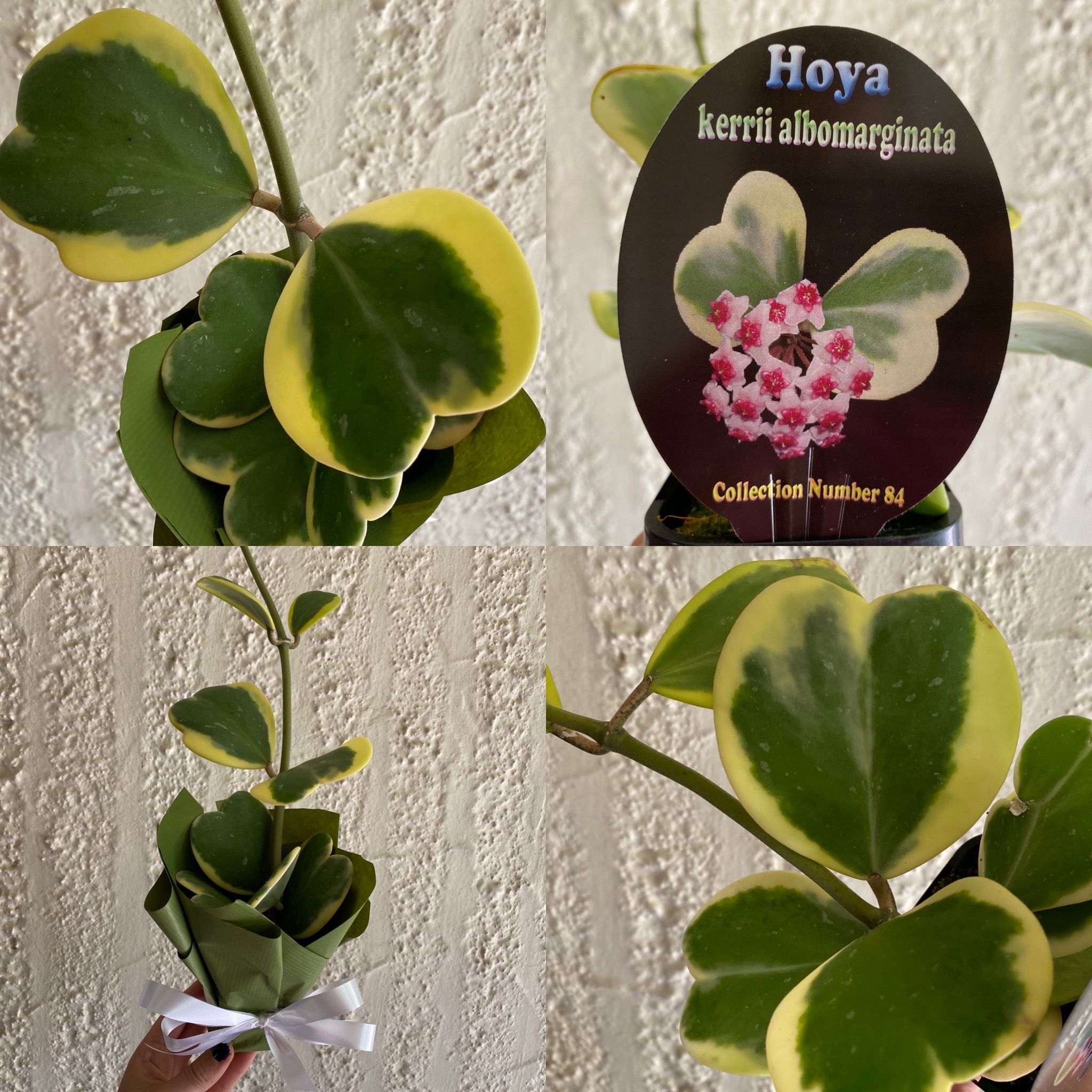 Rare Heart-Leaf Hoyas, Gorgeous Gloxinia, Delicious Blueberries