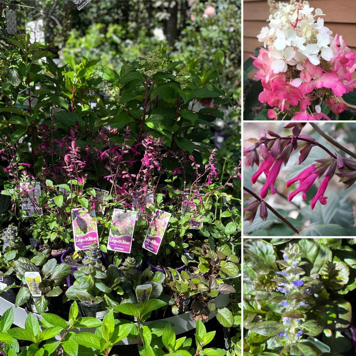 Love Amazing Autumn Blooms