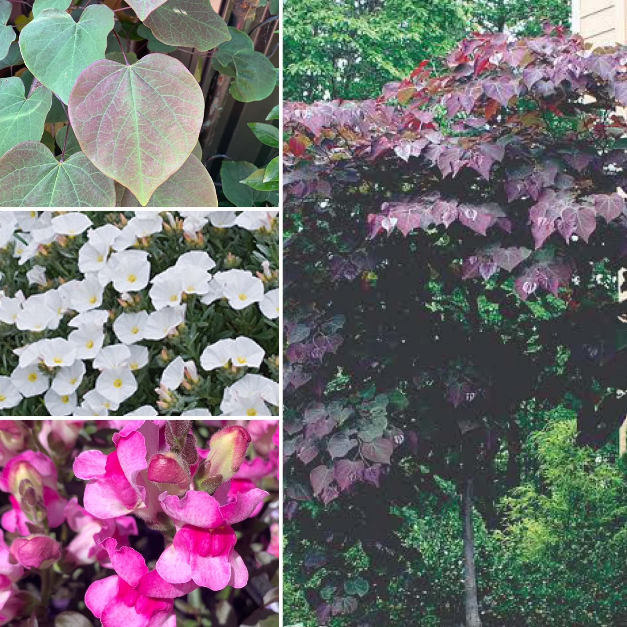 NEW Viking, BOLD BURGUNDY, Begonias Indoors