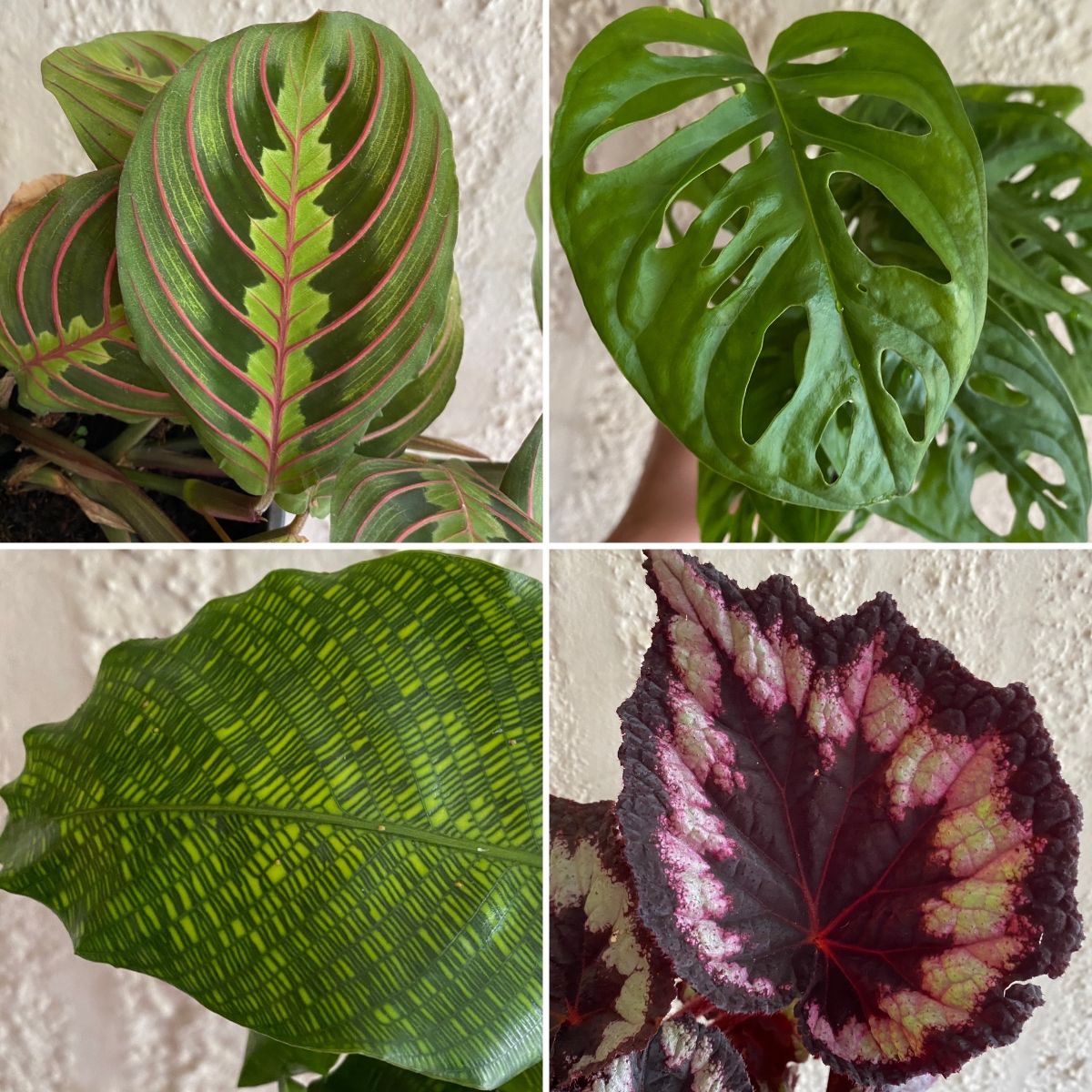 NEW BLACK ZZ, Aussie Finger Limes & Fab Foliage