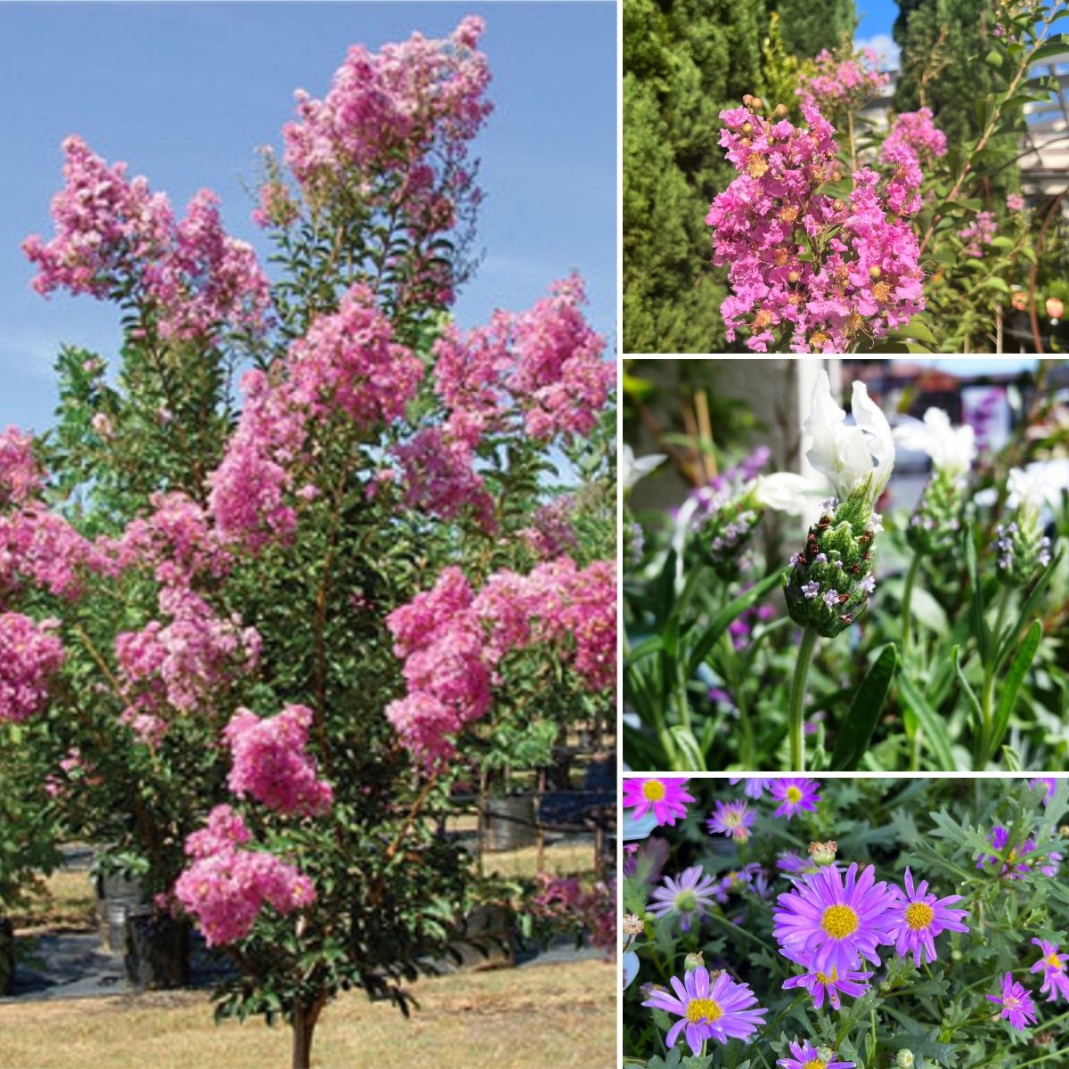 ST PATS SWEET PEAS & INDIAN SUMMER BLOOMS