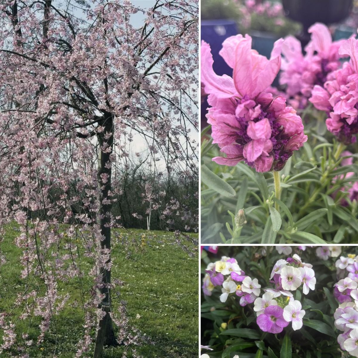 HELLO BLOSSOM CHERRIES-PEACHES-NECTARINES&MORE!