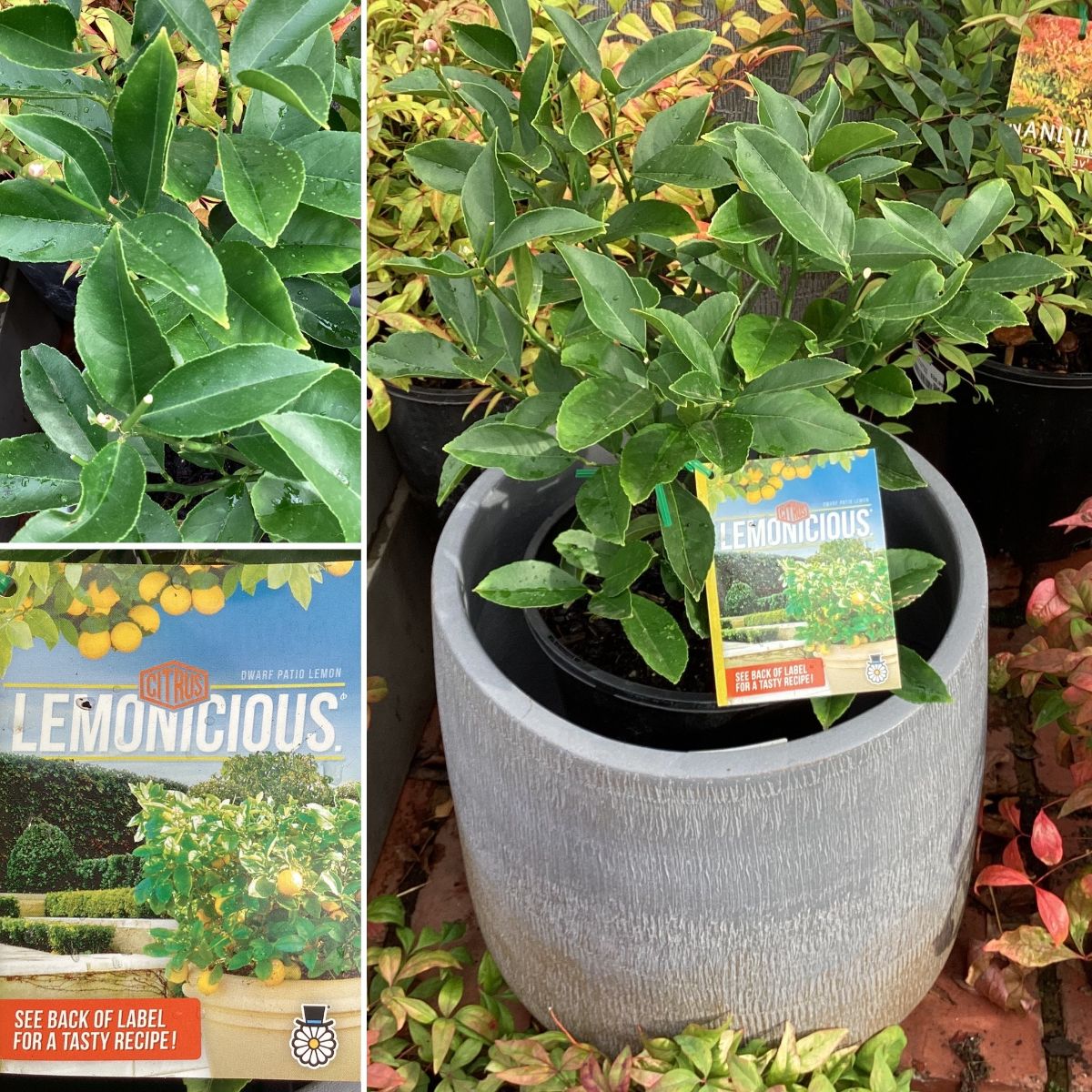 JUST ARRIVED - STORMY FROST & AVALANCHE + Bright And Hardy Indoor Colour