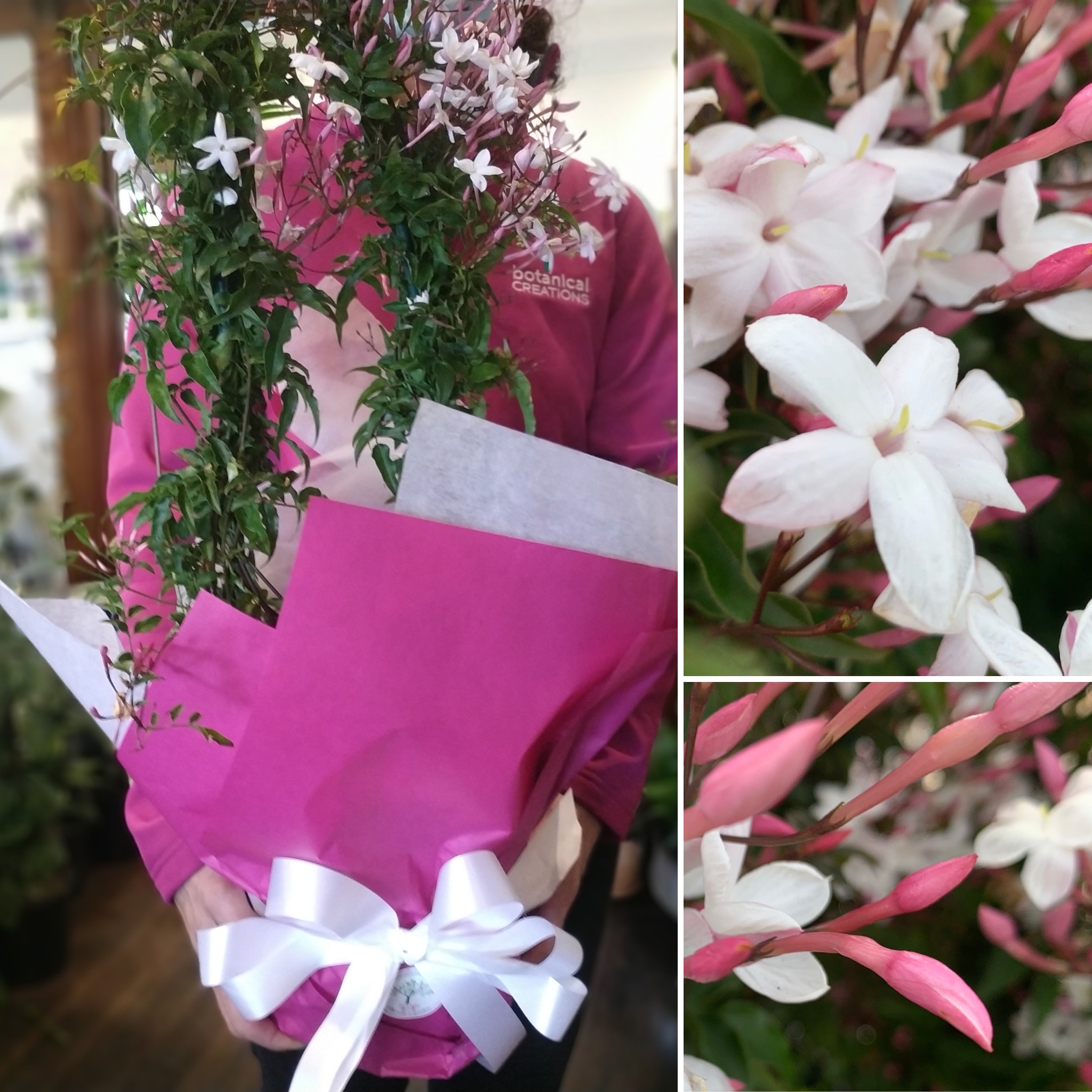 OPEN FRIDAY 9am Fragrant Gifts, Gingko, Velvet Indoors