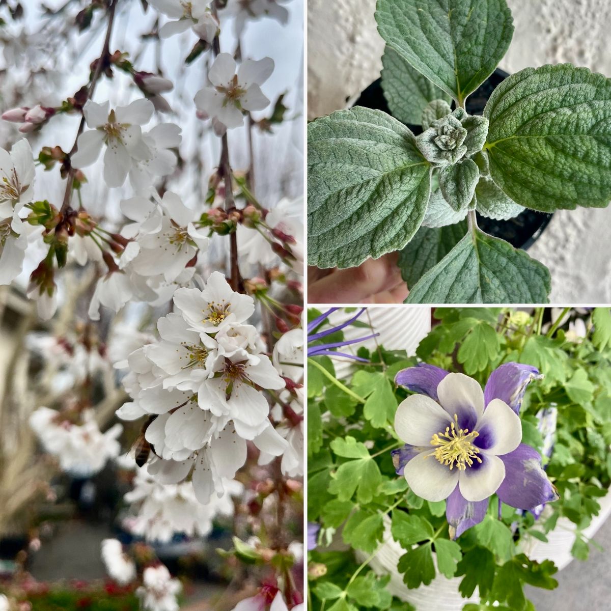 Silver White & Blue Spring Beauties