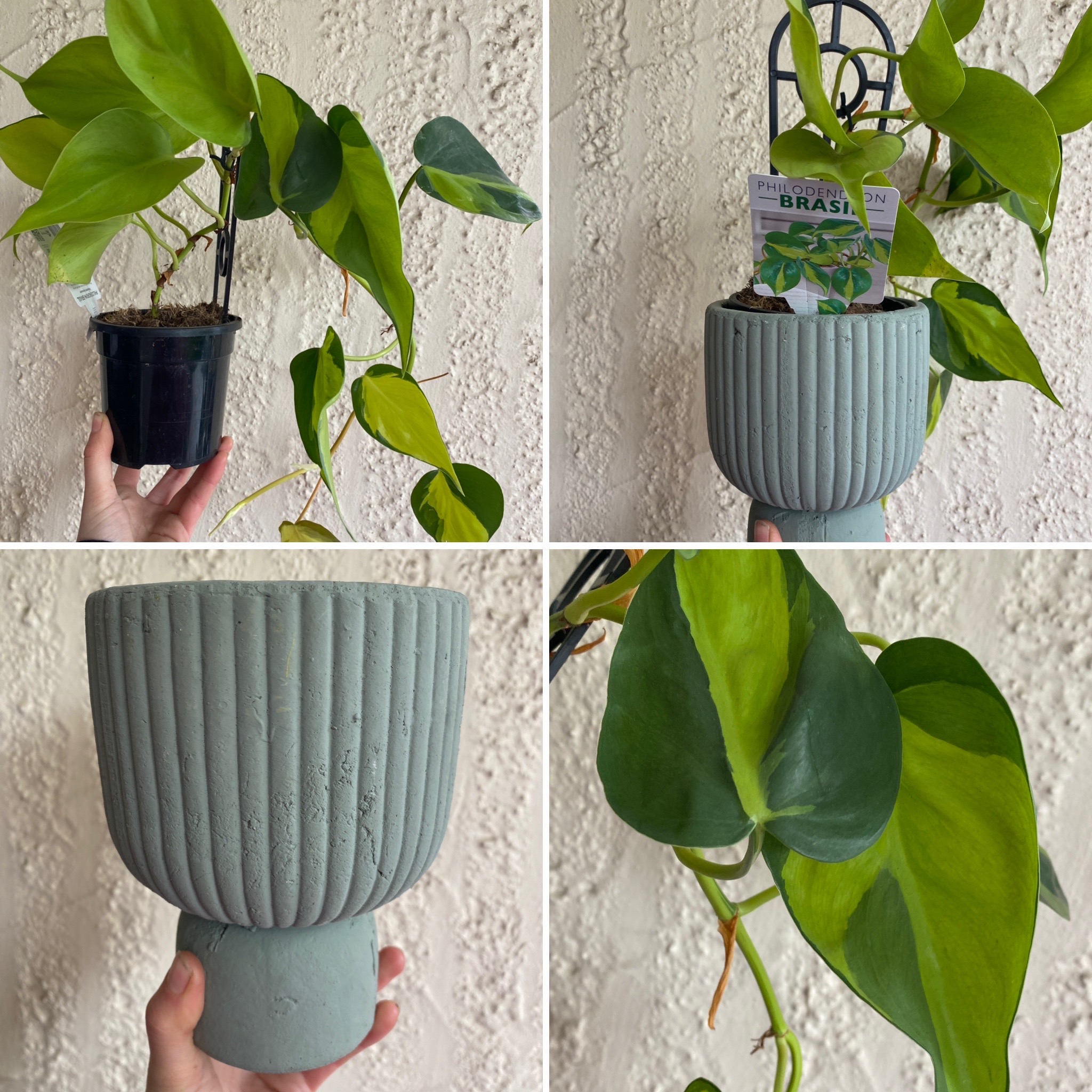 FROST DELIGHT LAST WEEK 30-50%OFF POT & MORE