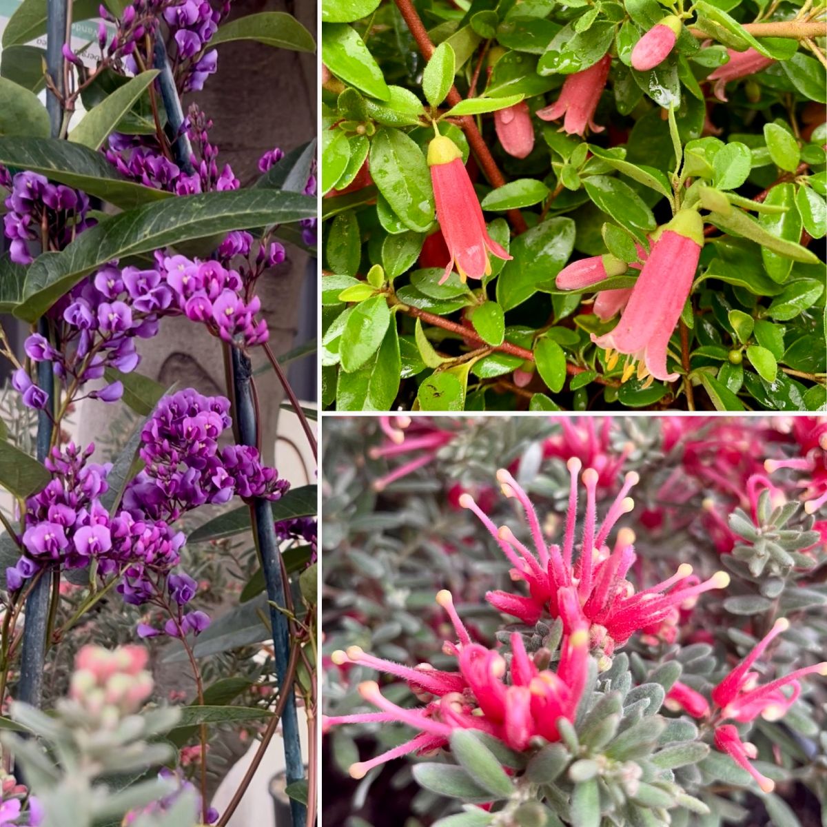 Happy & Hardy Babies?PLUS GIFTS2GO