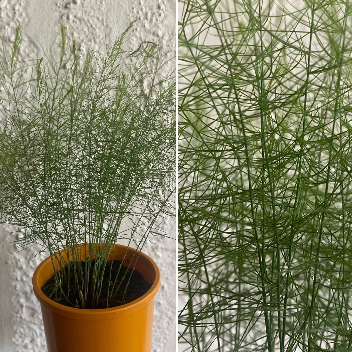 Floral Frenzy - Colours of the Rainbow