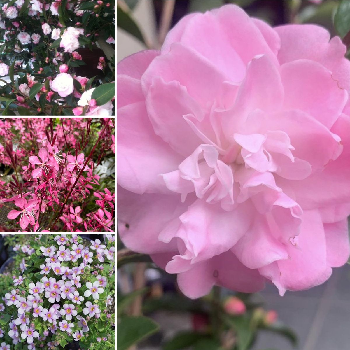 Pretty in Pink Autumn, Happy Dahlias & Forest Friends