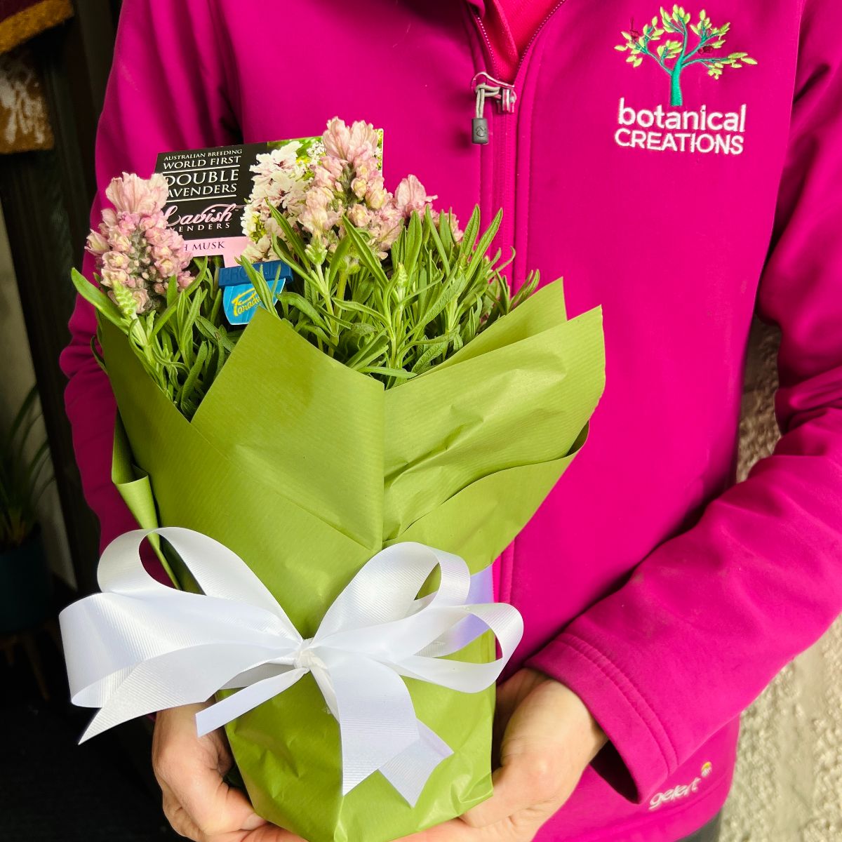 NEW BREED Double Lavender, Velvety Philodendron, Spring Show