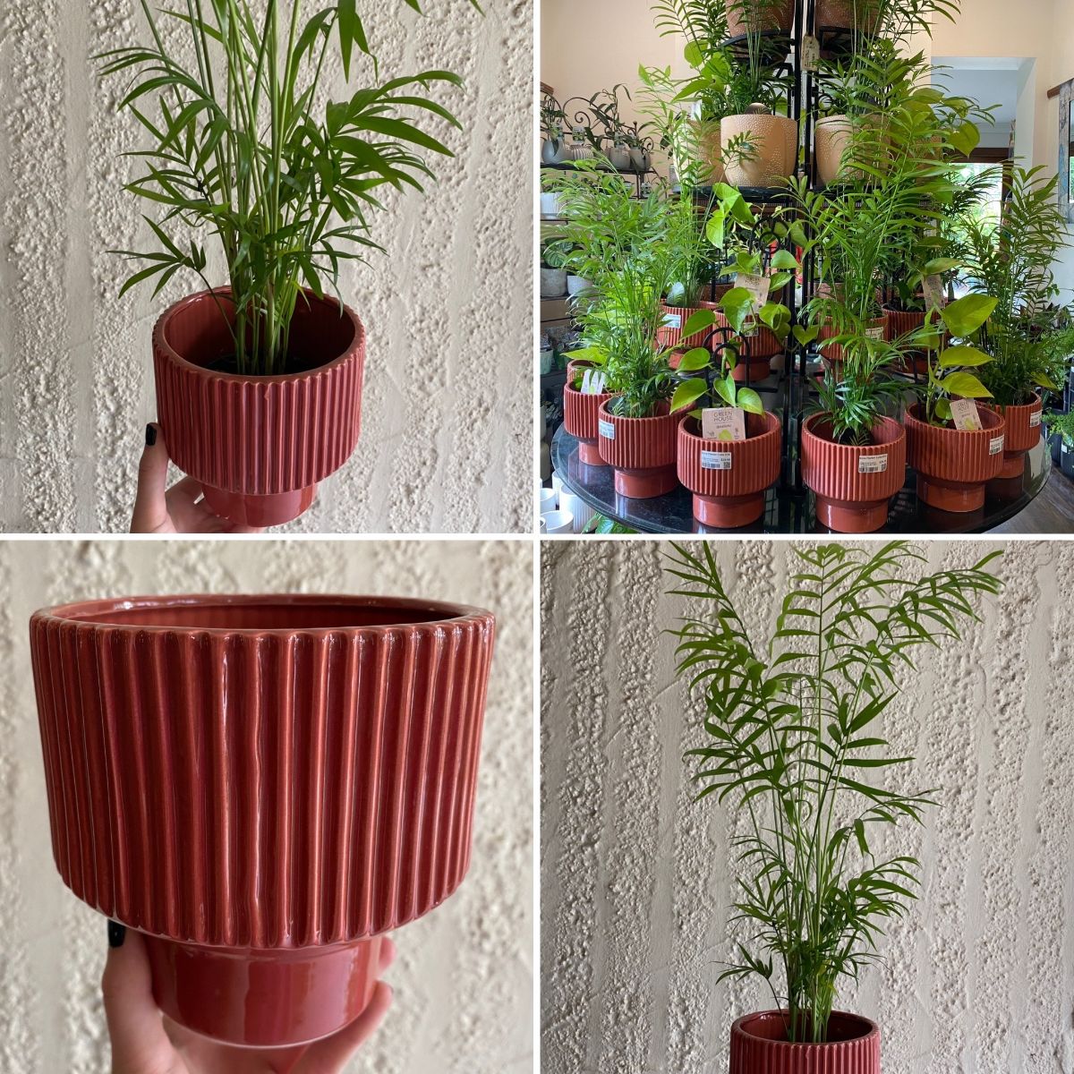 Create Pops of Colour Tropics Indoors