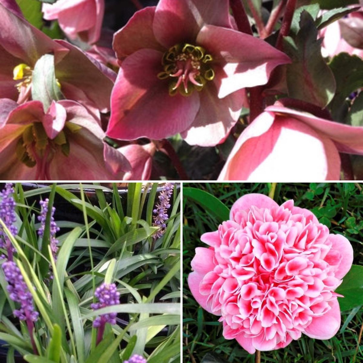 FROST FRIENDLY FLOWERS