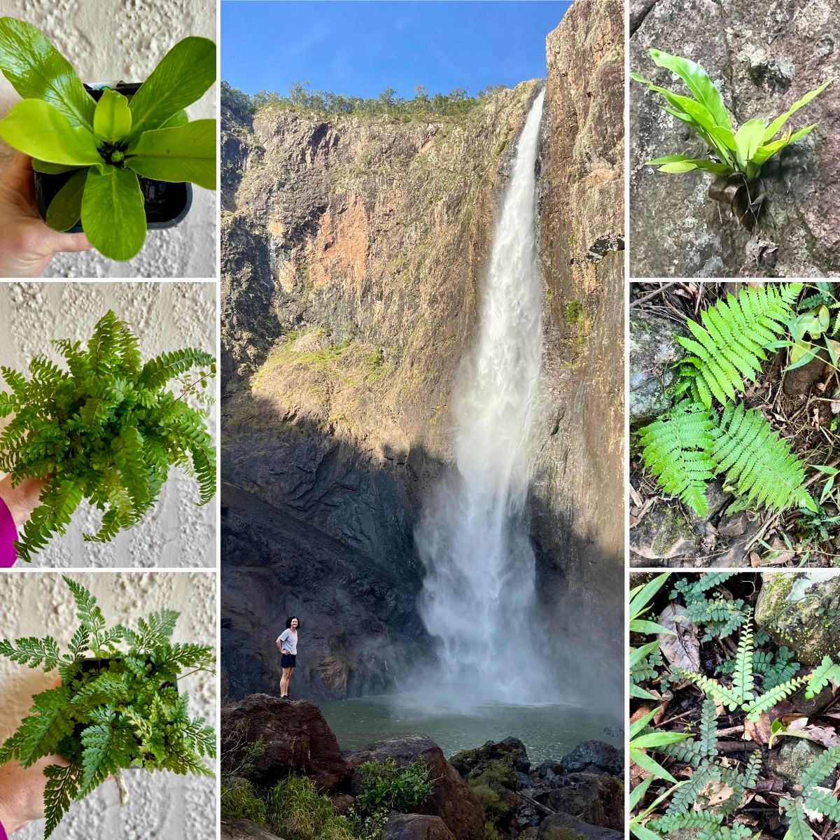 The Wonders of Water PLUS FABULOUS FERNS & GORGEOUS GIFTS