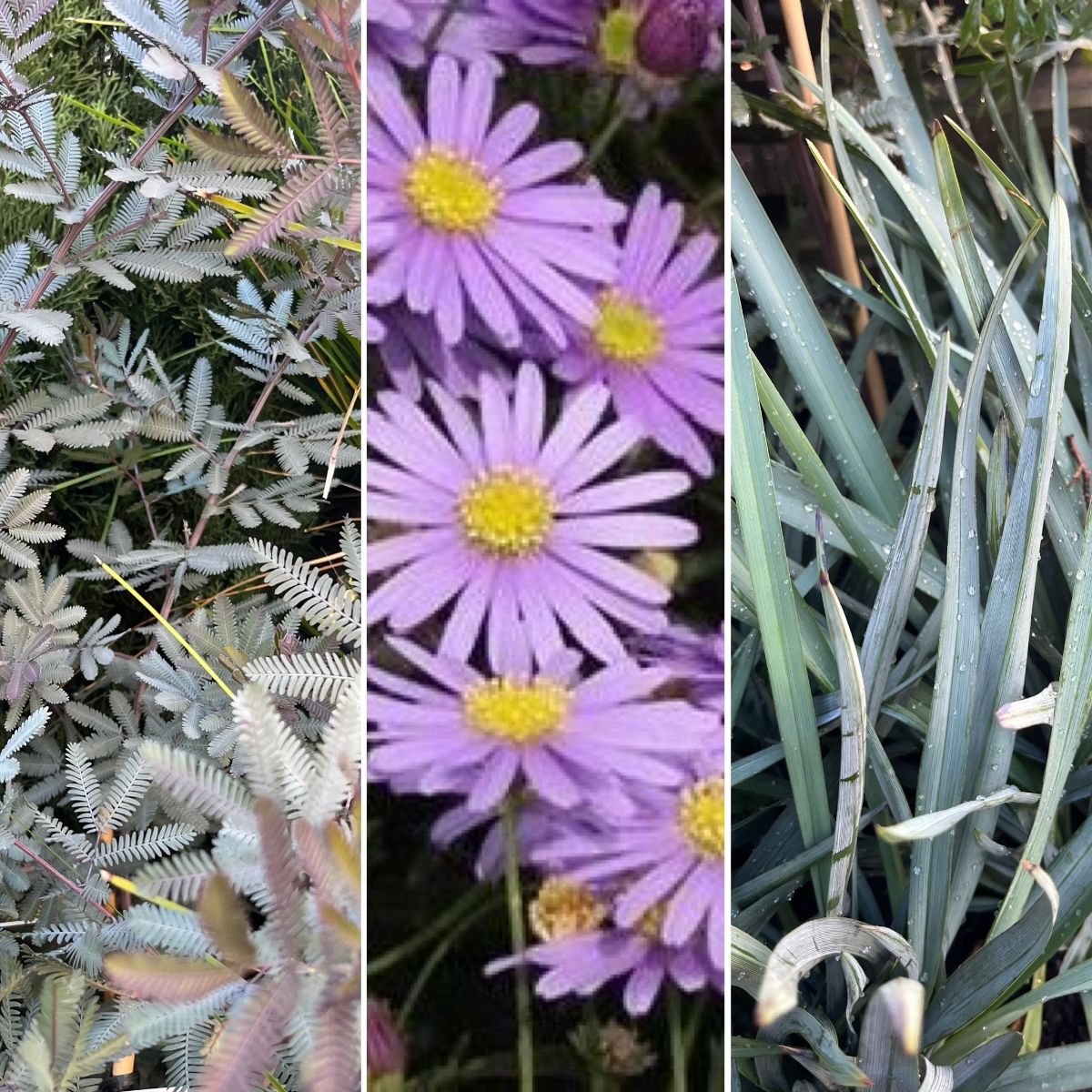 RICH NATIVE CONTRASTING COLOUR