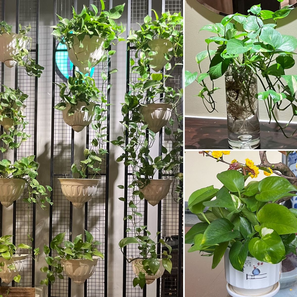 Trailing Tropical Indoor Plants & How To Propagate!